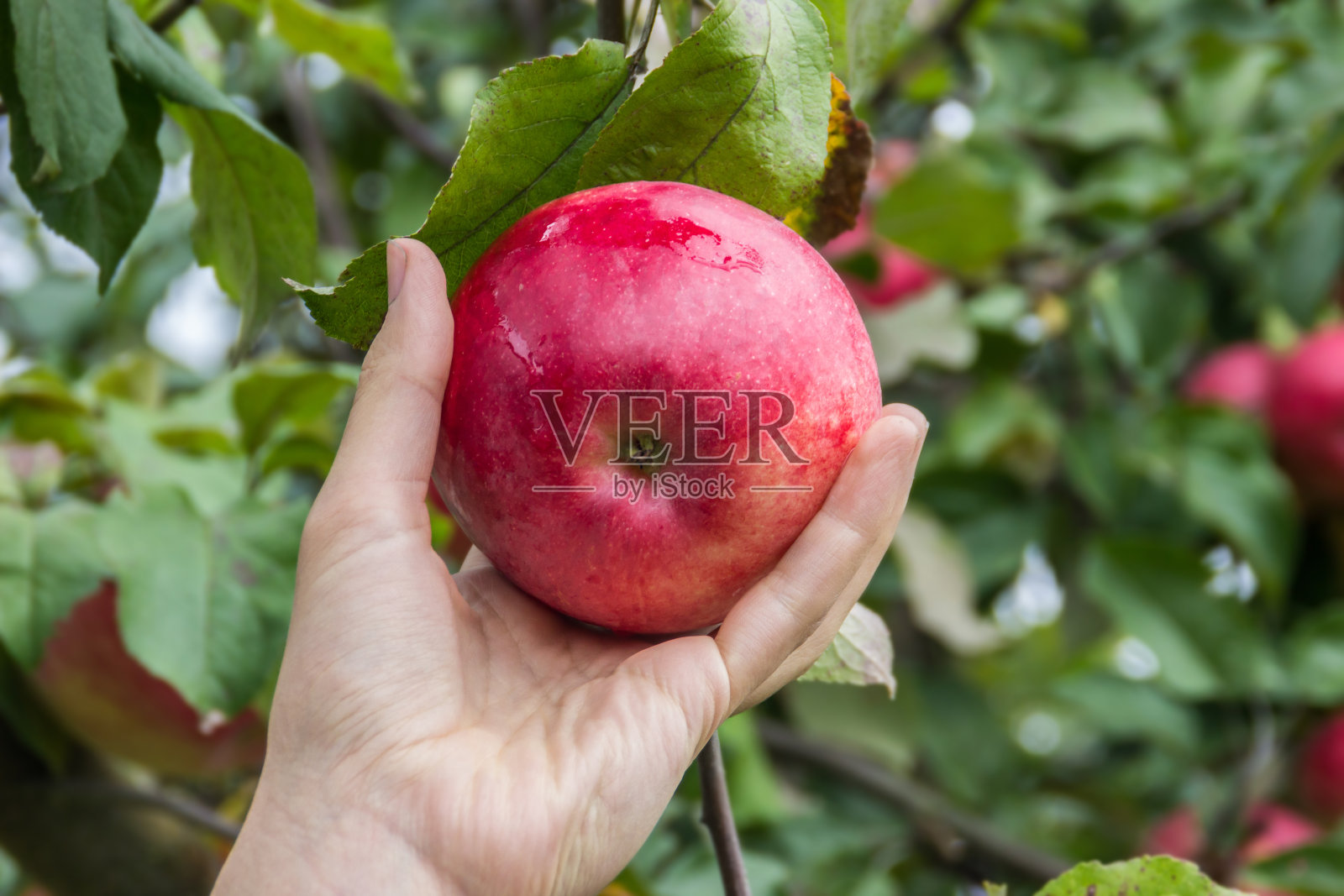 女孩从苹果树上摘了又红又熟的苹果照片摄影图片