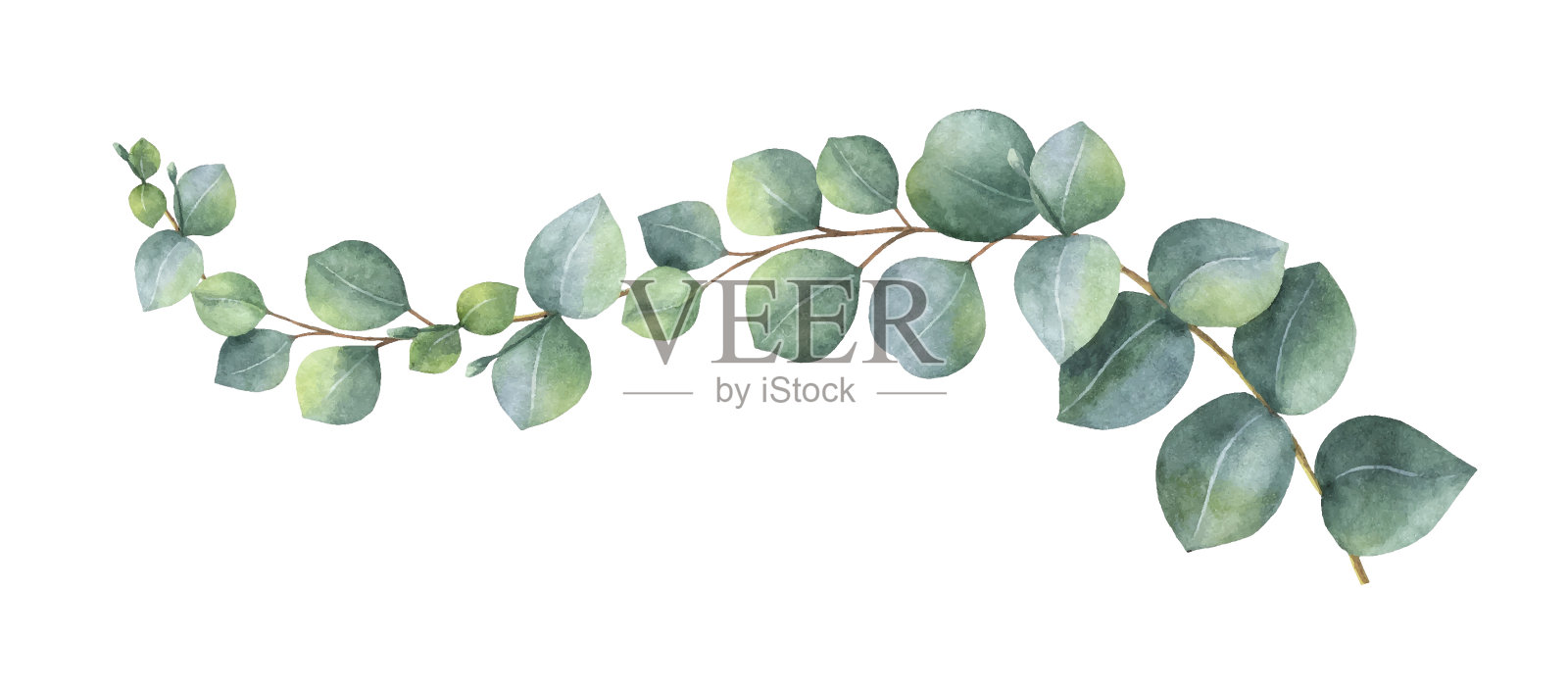 水彩矢量花环与绿色的桉树叶和树枝。设计元素图片
