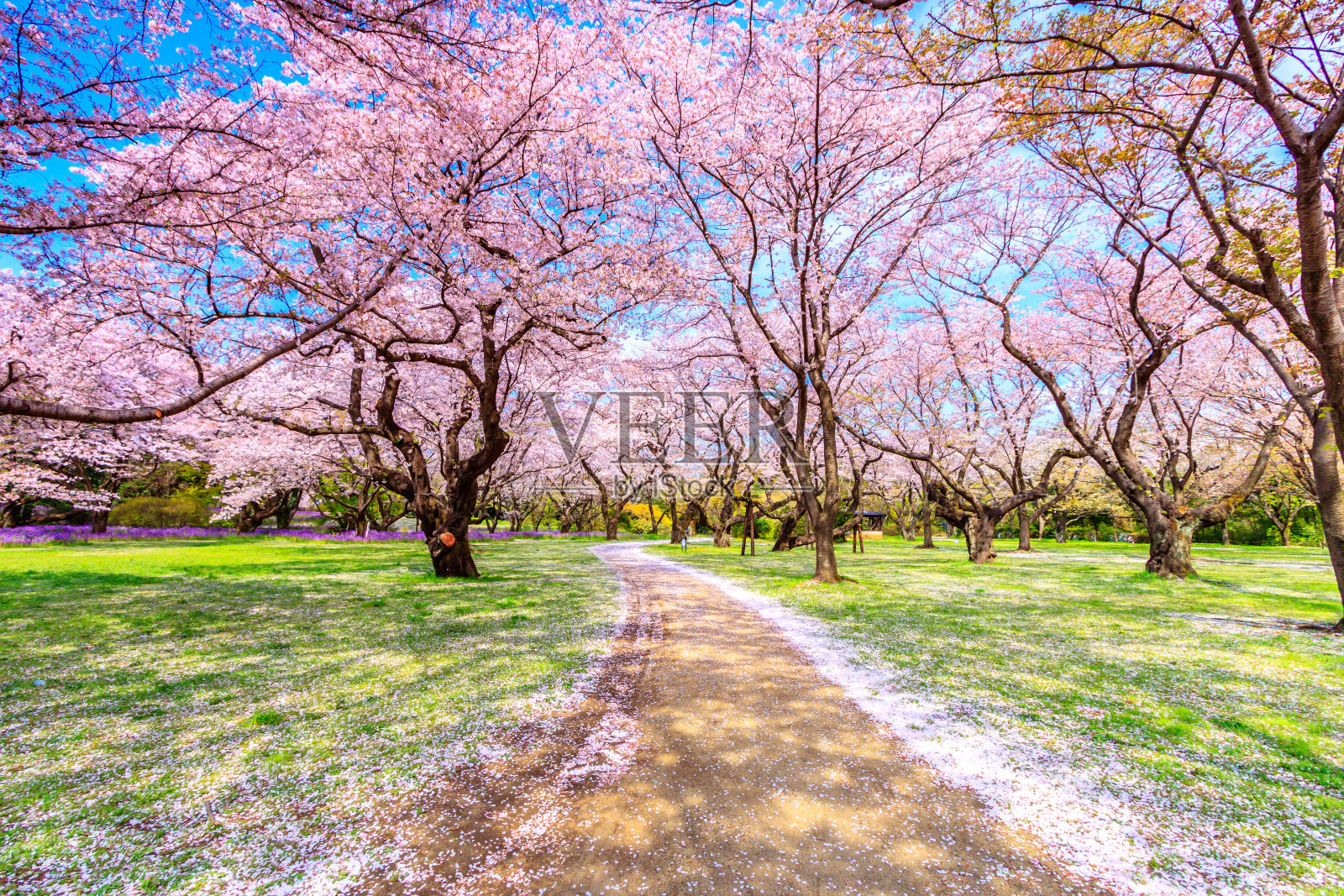 樱花树下的人行道，美丽的日本照片摄影图片