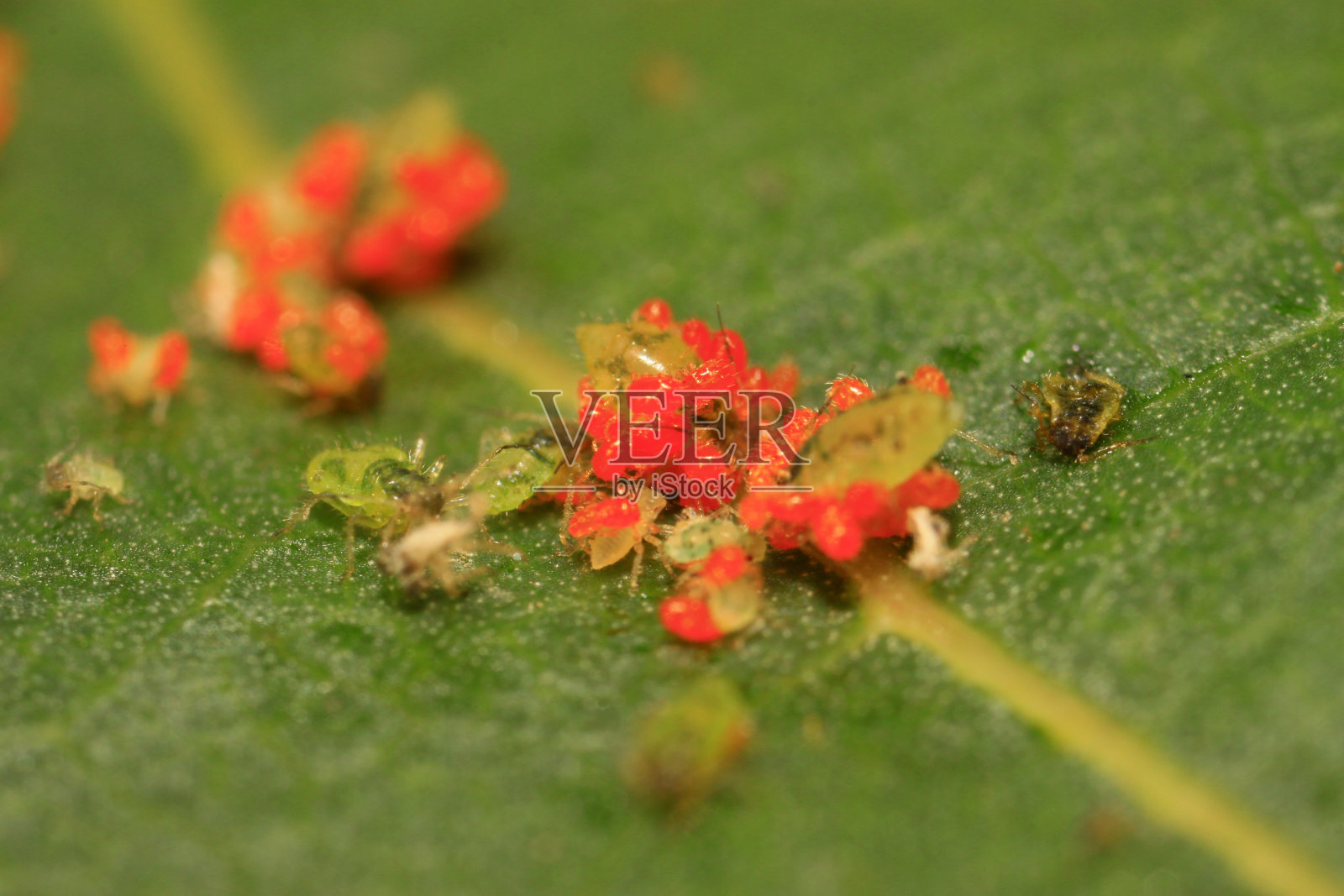 野外植物上的朱砂叶螨照片摄影图片