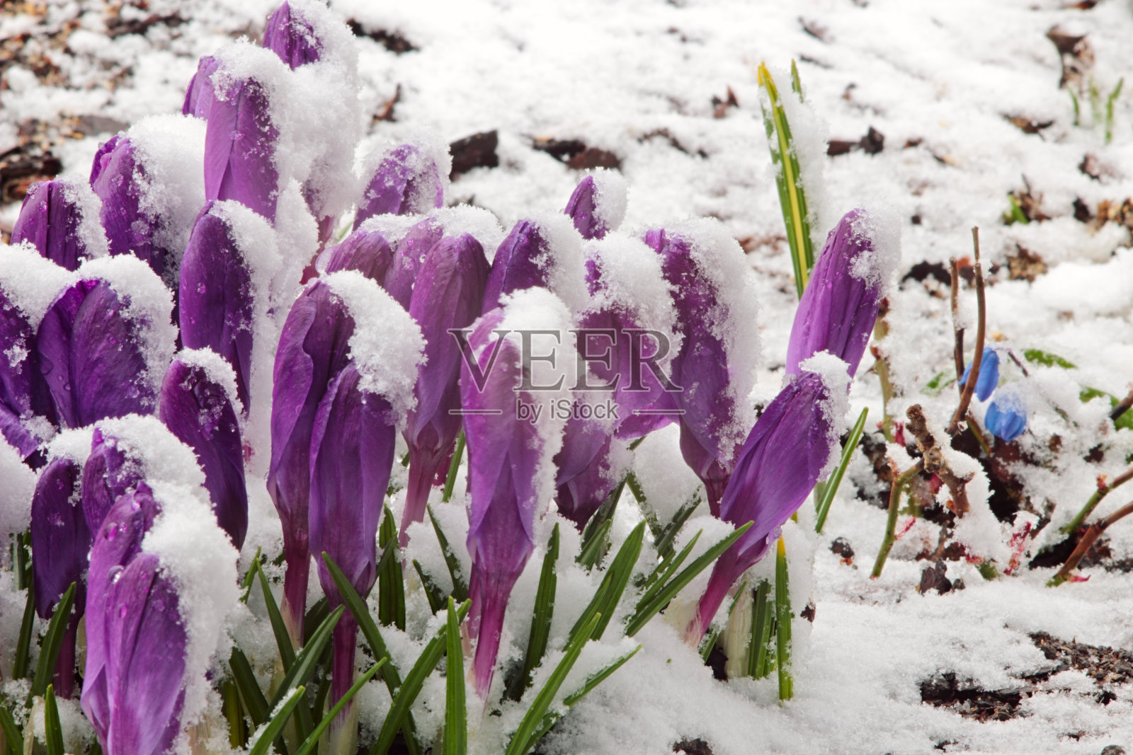 雪下的紫番红花照片摄影图片