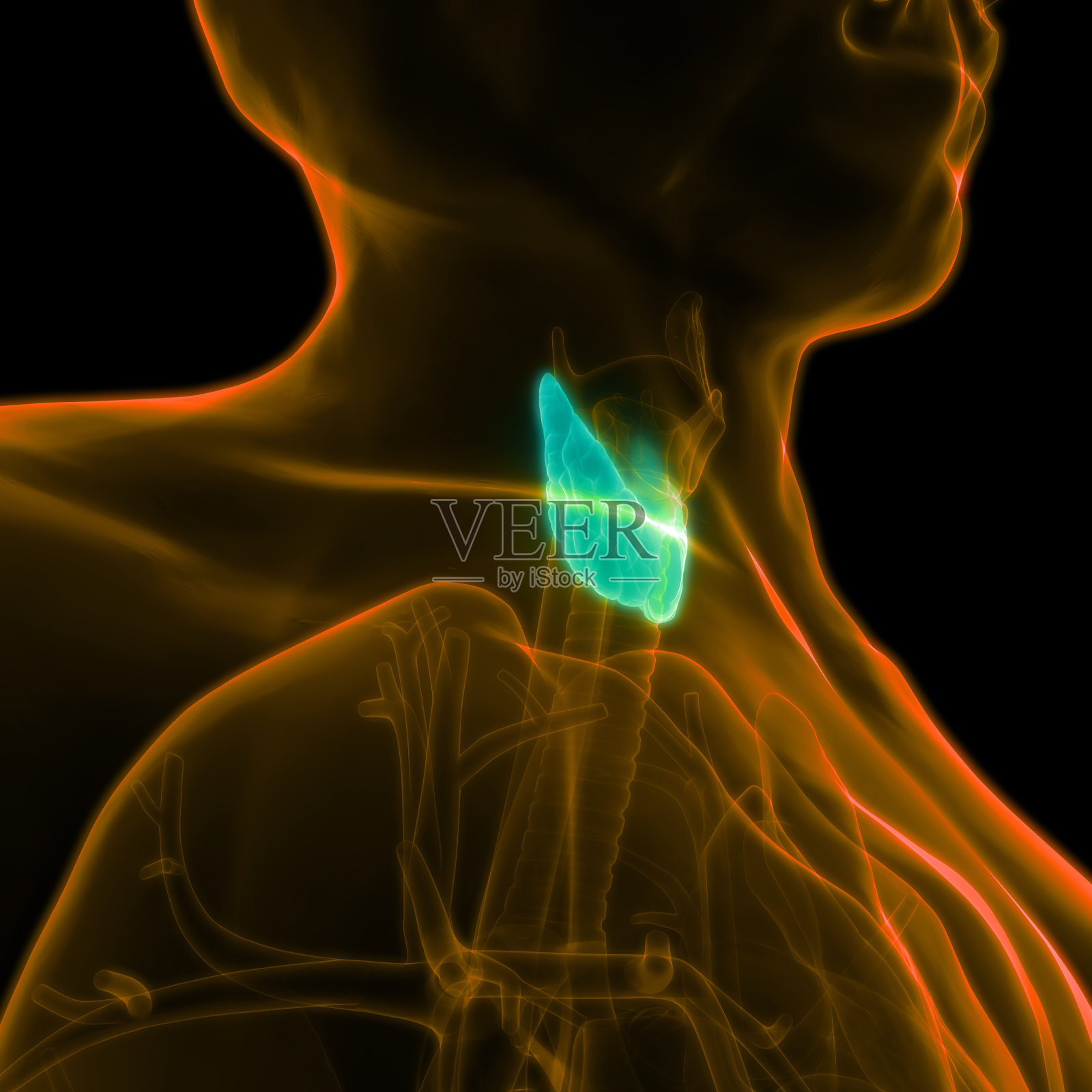 人体腺体解剖学(甲状腺)照片摄影图片
