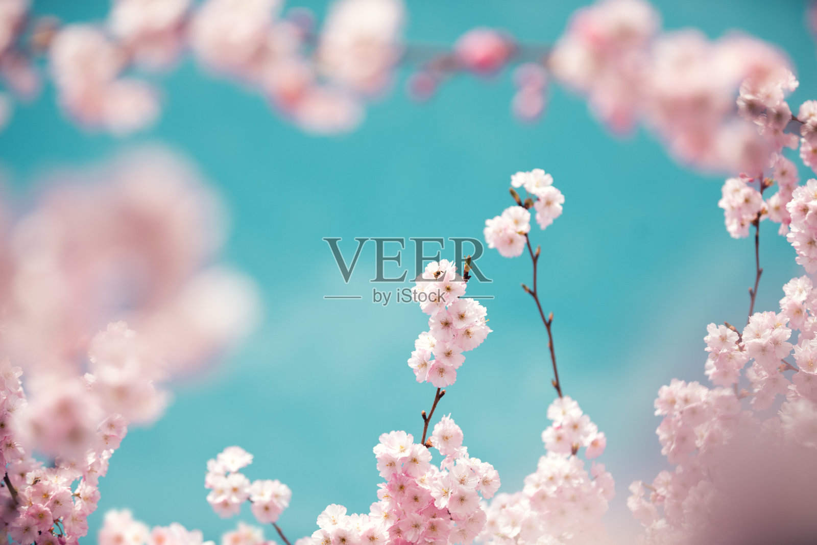 色彩柔和的樱花照片摄影图片