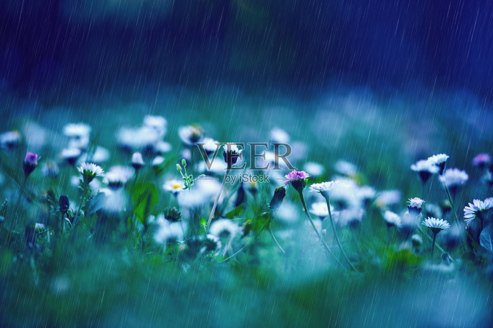 春天的降雨覆盖雏菊照片摄影图片