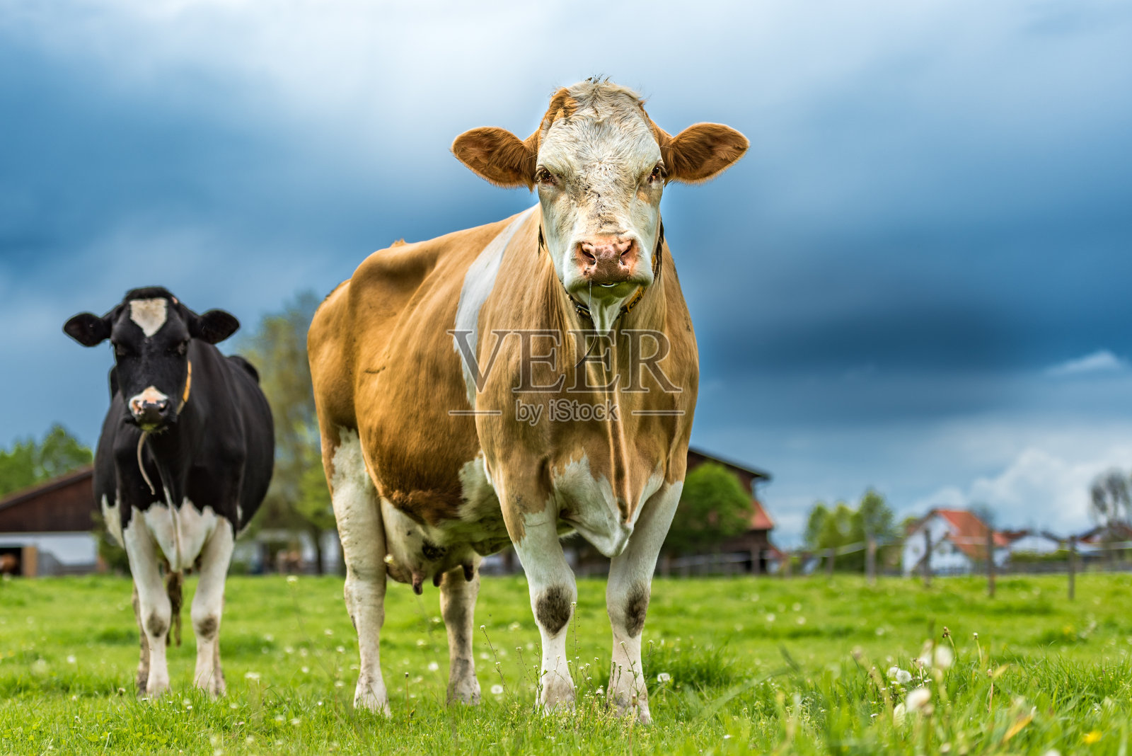 一群奶牛在一个牧场Unteralläu -巴伐利亚。西门塔尔牛牛照片摄影图片