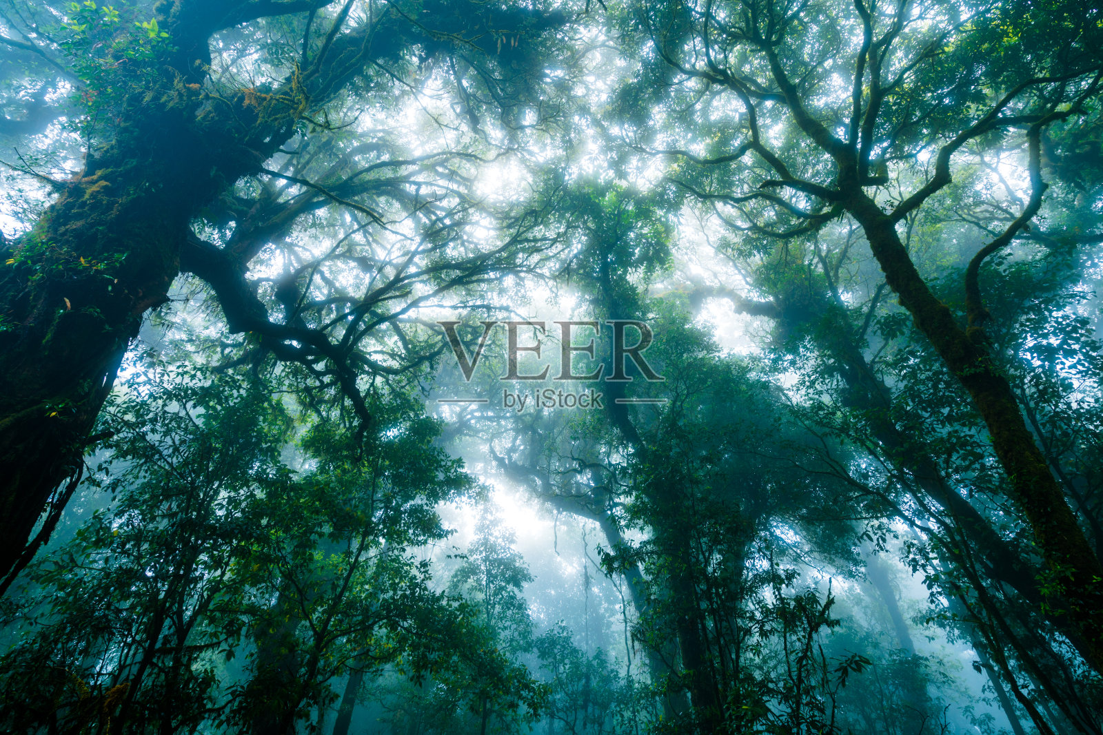 清晨雾蒙蒙的雨林。照片摄影图片