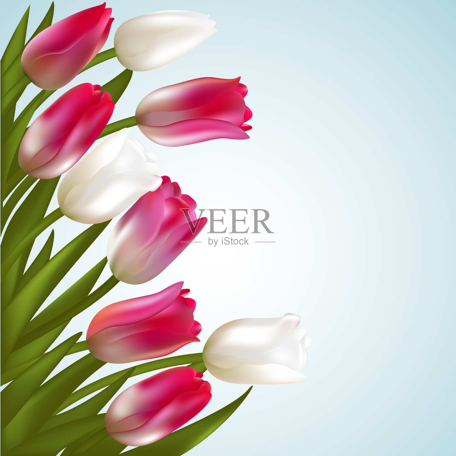 郁金香。春天的花。花的背景。矢量插图。花束。设计元素图片