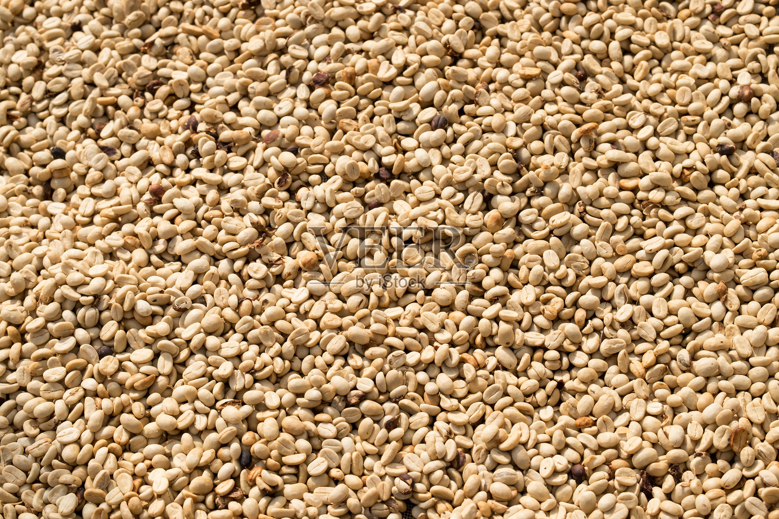 绿咖啡豆，天然质地背景。生咖啡豆，泰国清莱的有机农场照片摄影图片