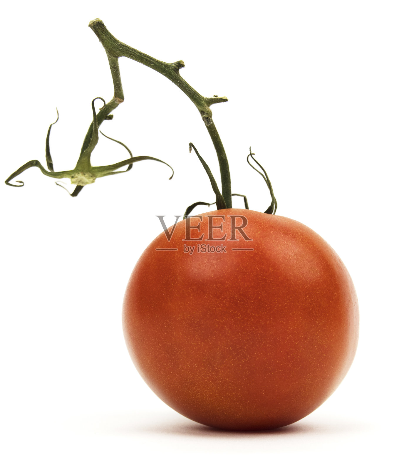 带茎离体番茄照片摄影图片