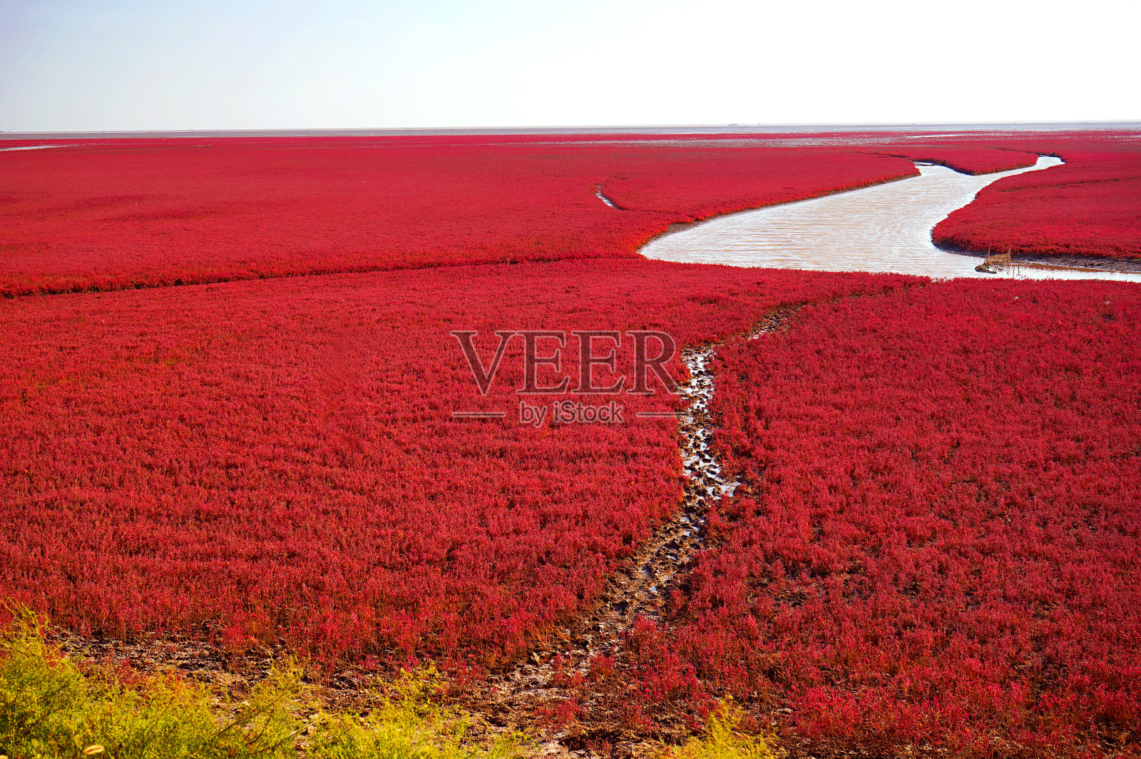 红海滩位于中国辽宁盘锦市。照片摄影图片