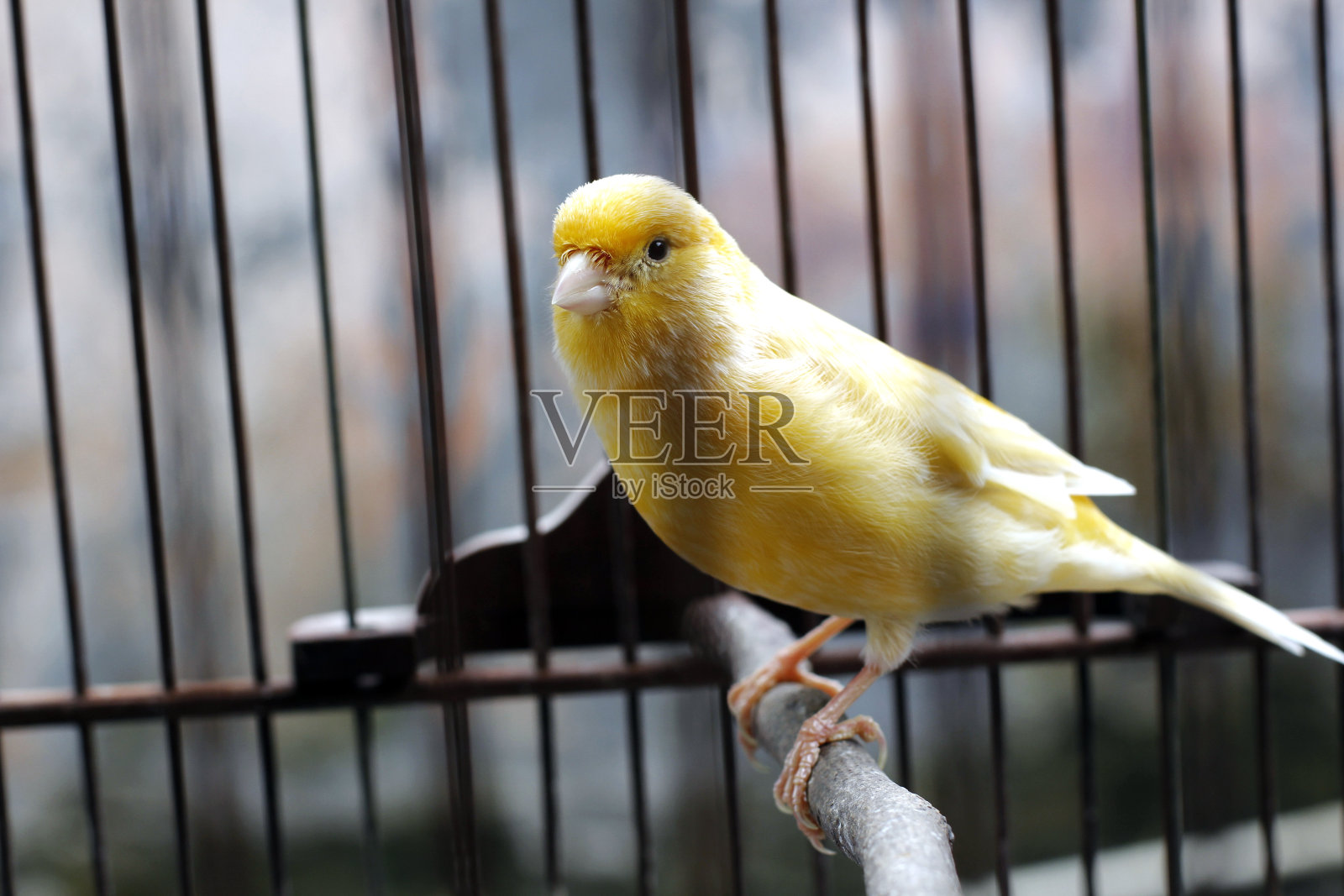 美丽的黄色金丝雀坐在笼子上照片摄影图片