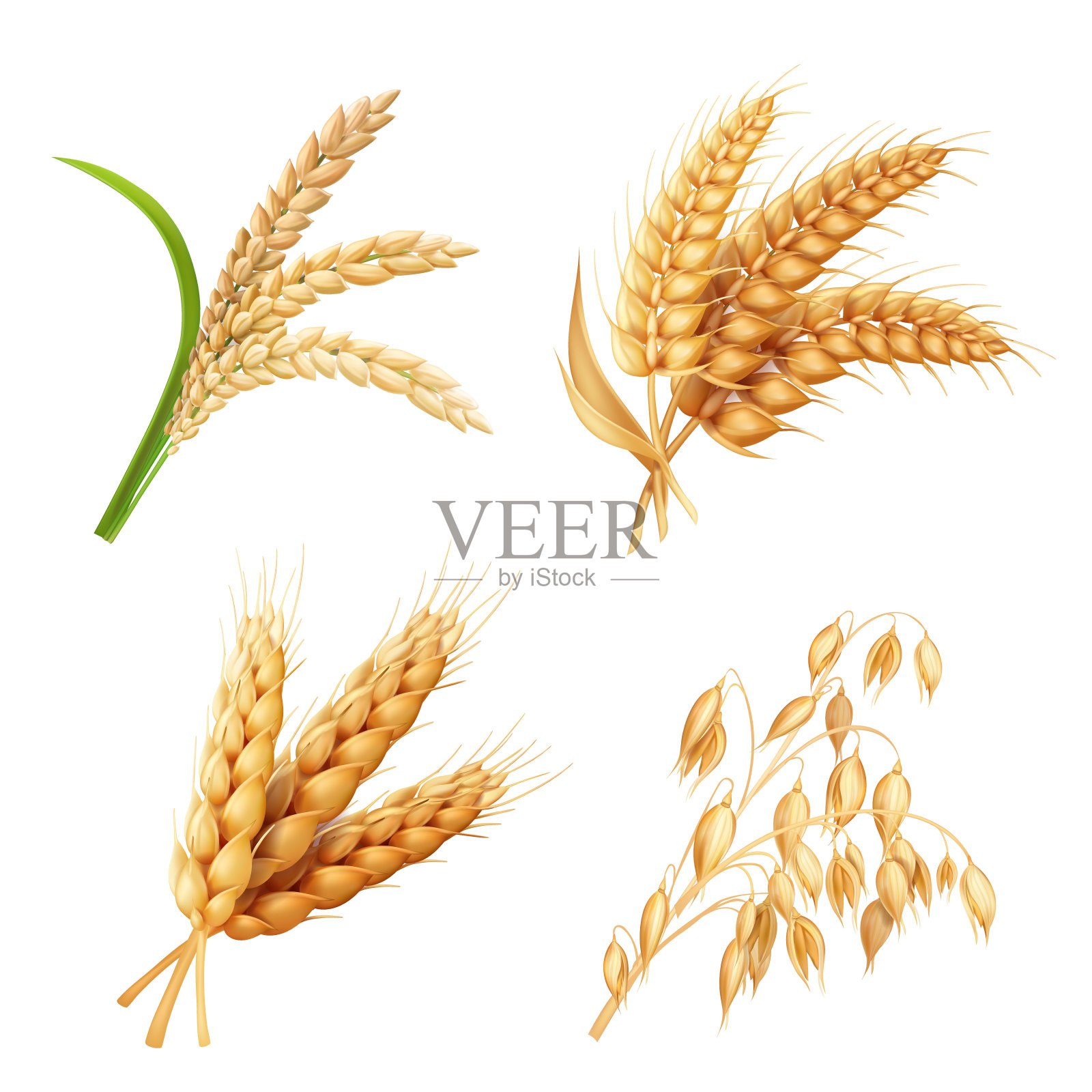 农作物设置水稻、燕麦、小麦、大麦矢量写实插画设计模板素材
