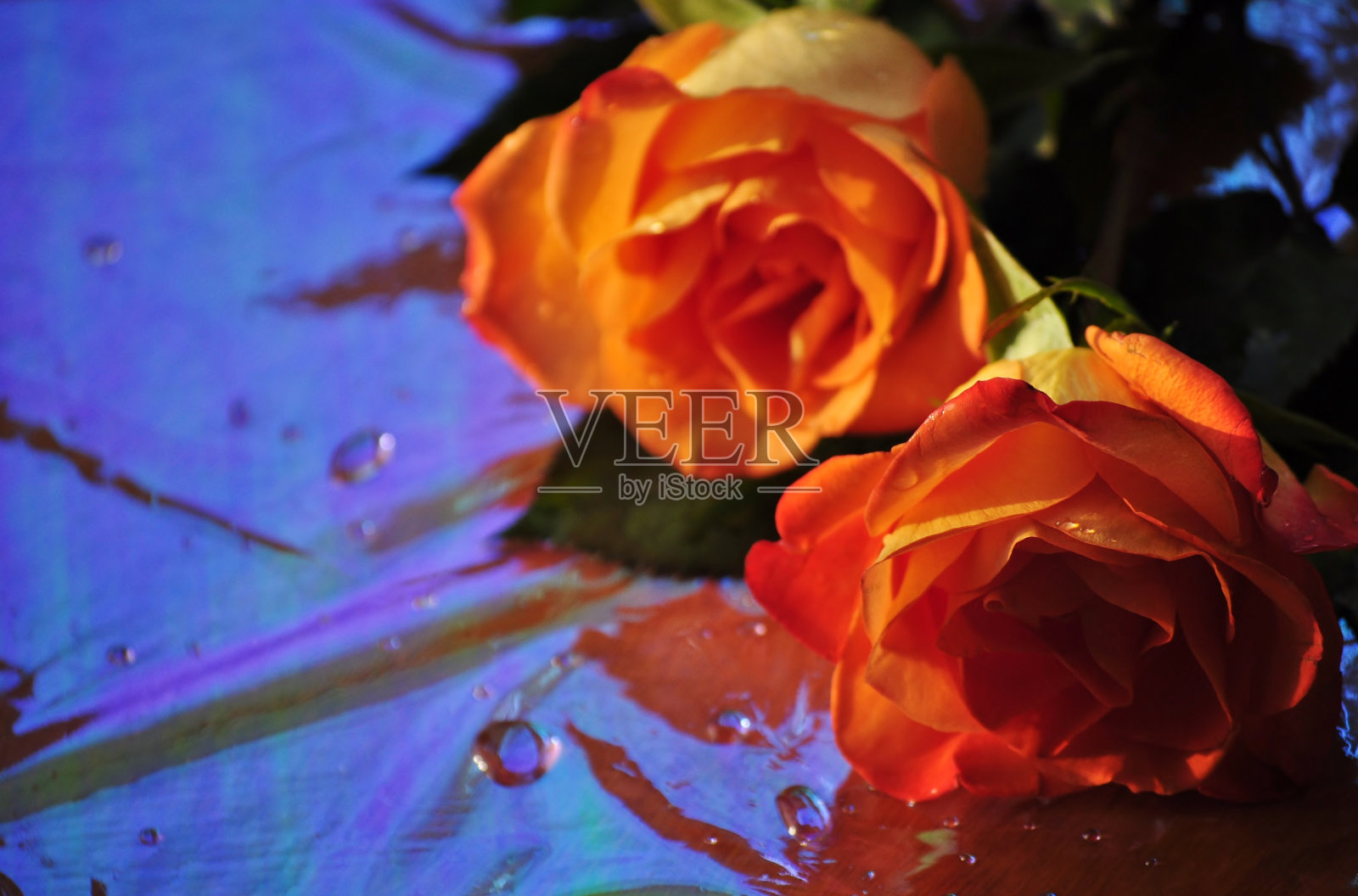 橙色玫瑰在潮湿的表面。副本的空间。照片摄影图片