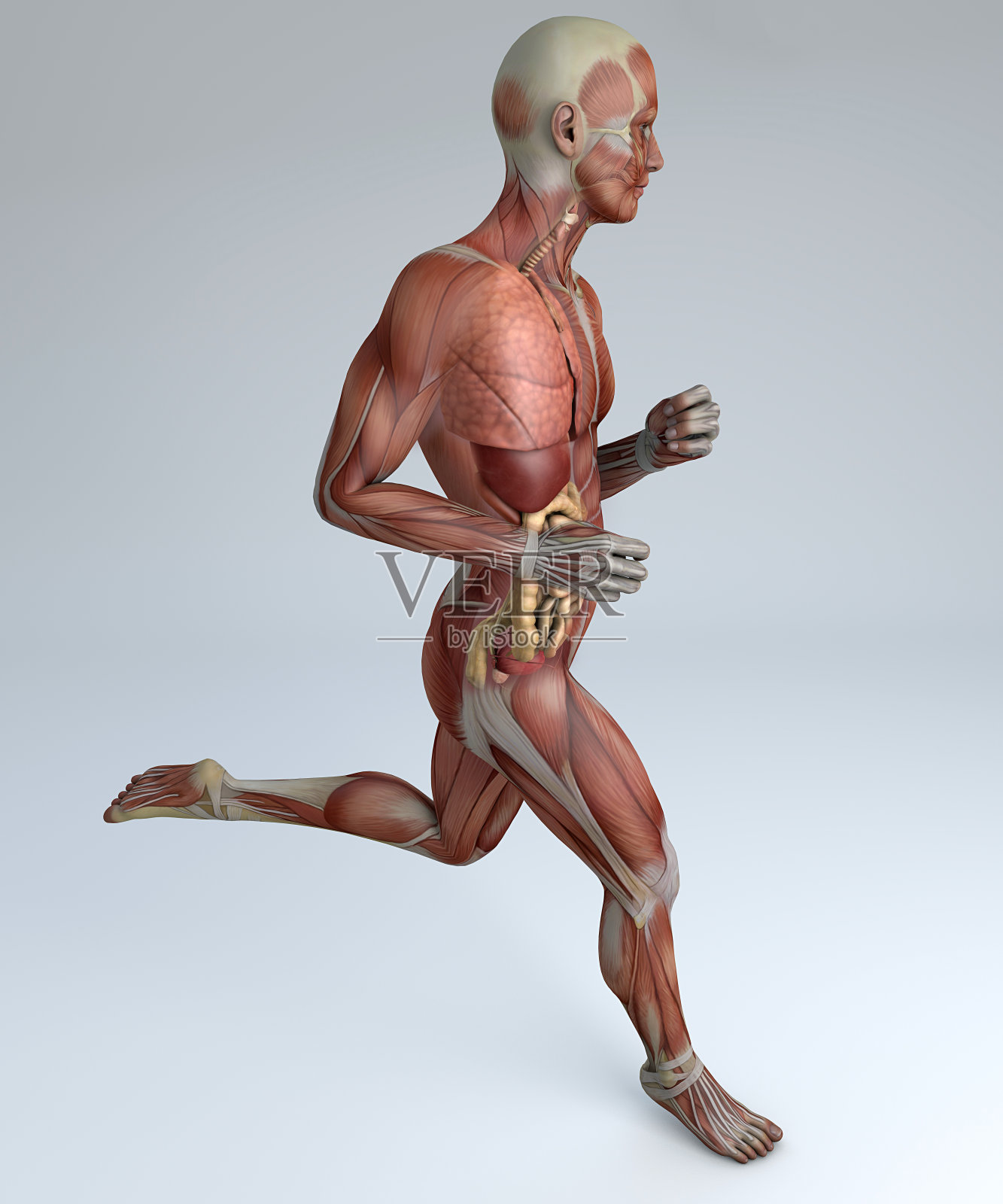 跑步人，人体，肌肉系统，人，消化系统，解剖学照片摄影图片