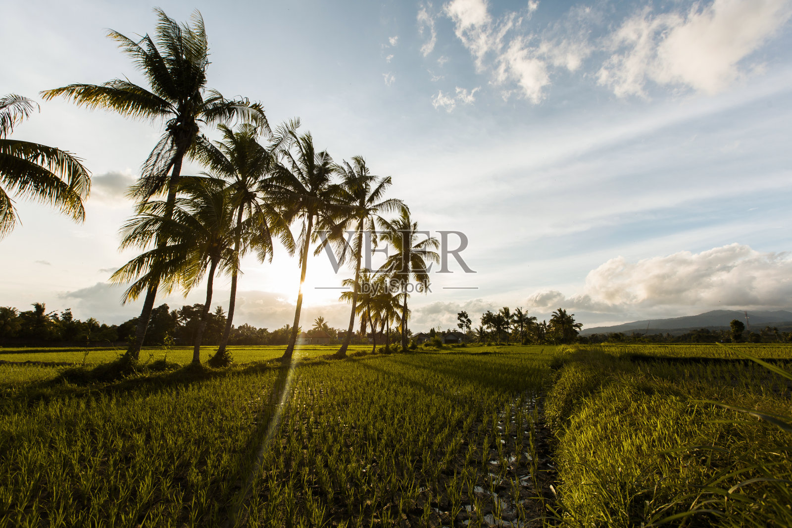 日落时的棕榈树照片摄影图片