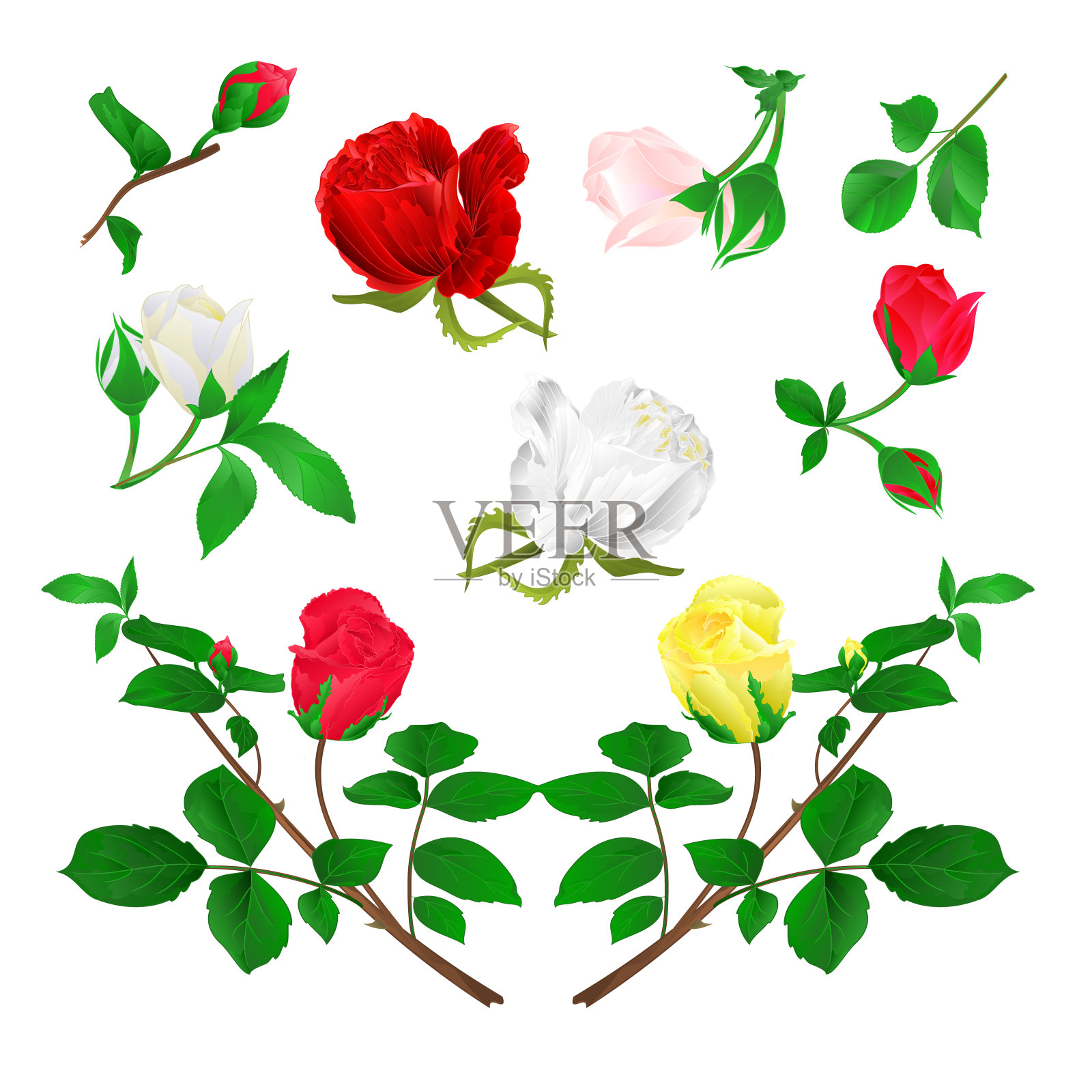 玫瑰花蕾红黄白色茎与叶和花在白色背景复古矢量插图可编辑插画图片素材