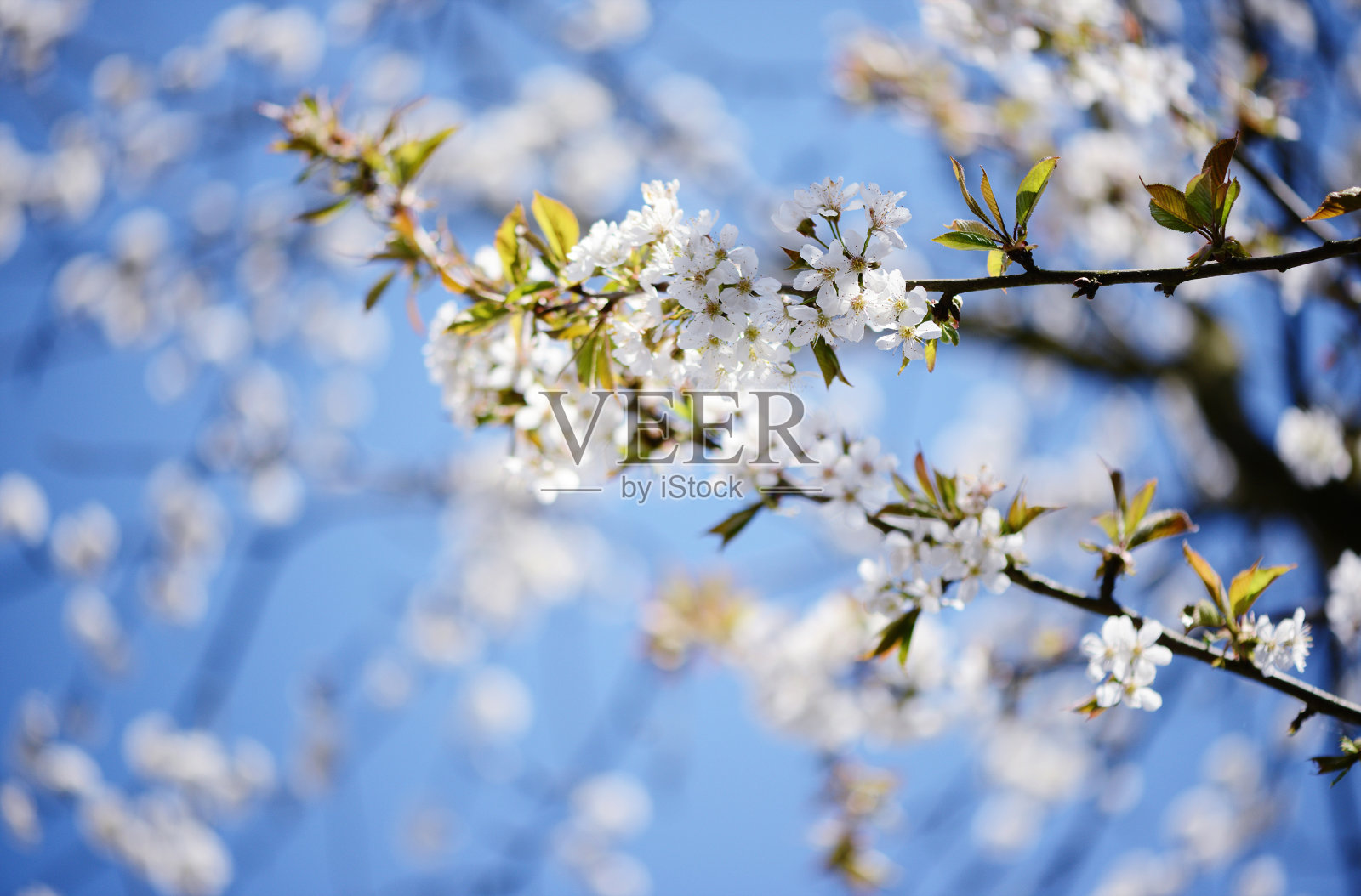 樱桃树在春天开花照片摄影图片