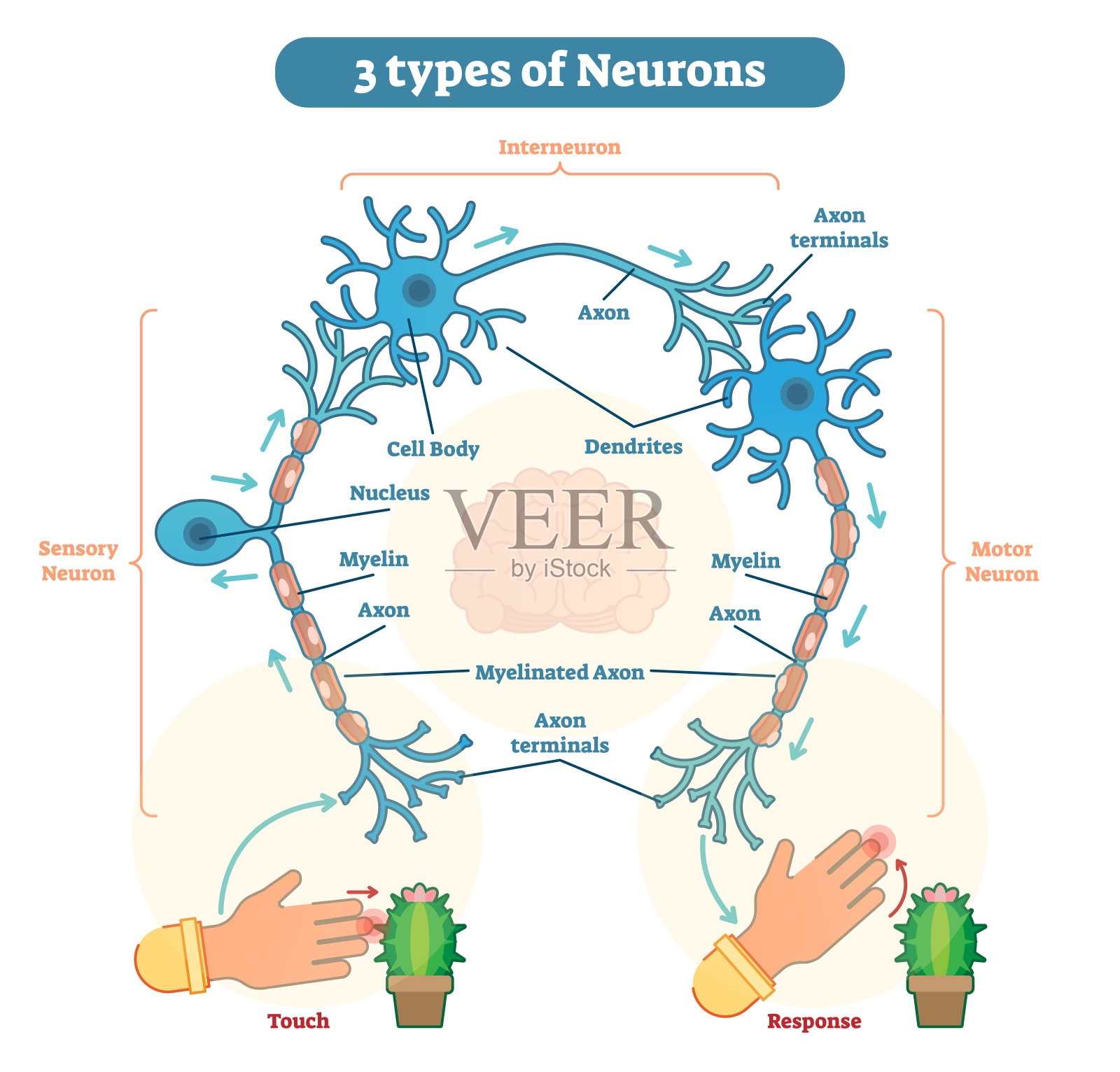神经元的类型-感觉，神经间质，运动设计元素图片