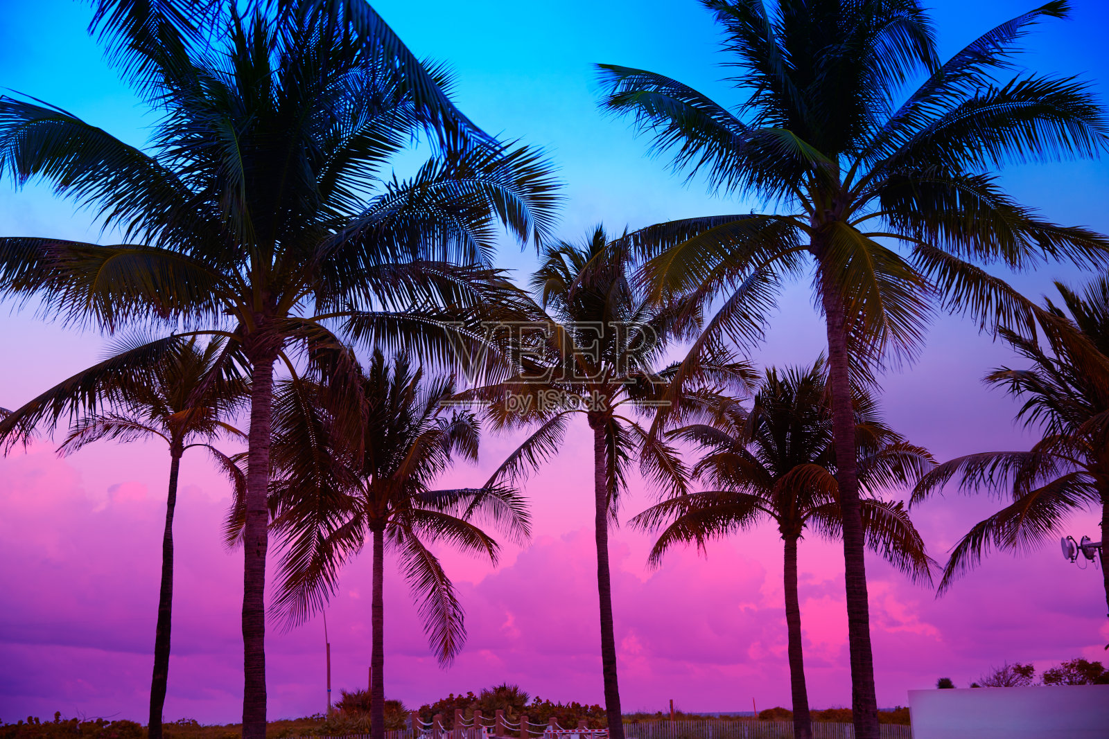 迈阿密海滩，南海滩，日落棕榈树，佛罗里达照片摄影图片