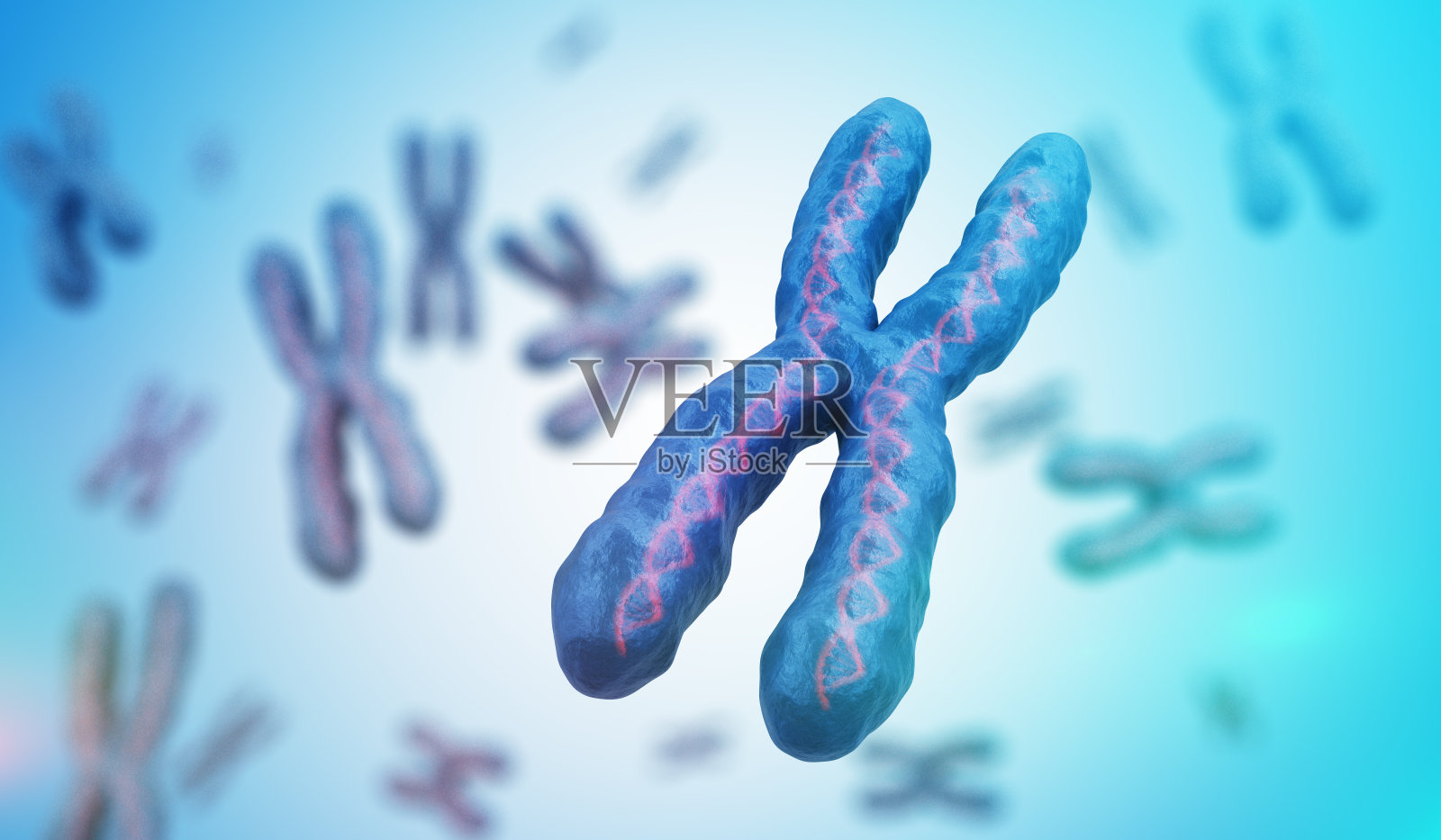 遗传学的概念。许多X染色体含有DNA分子。3 d渲染插图。照片摄影图片