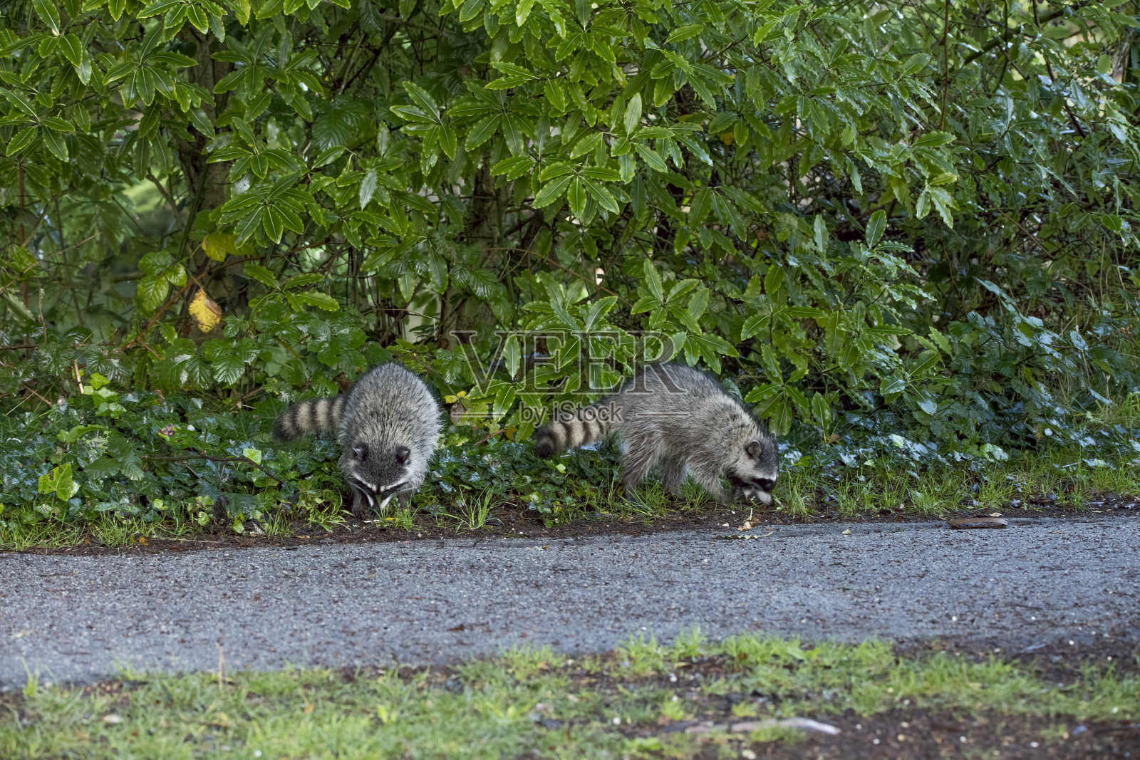旧金山金门公园的两只浣熊照片摄影图片
