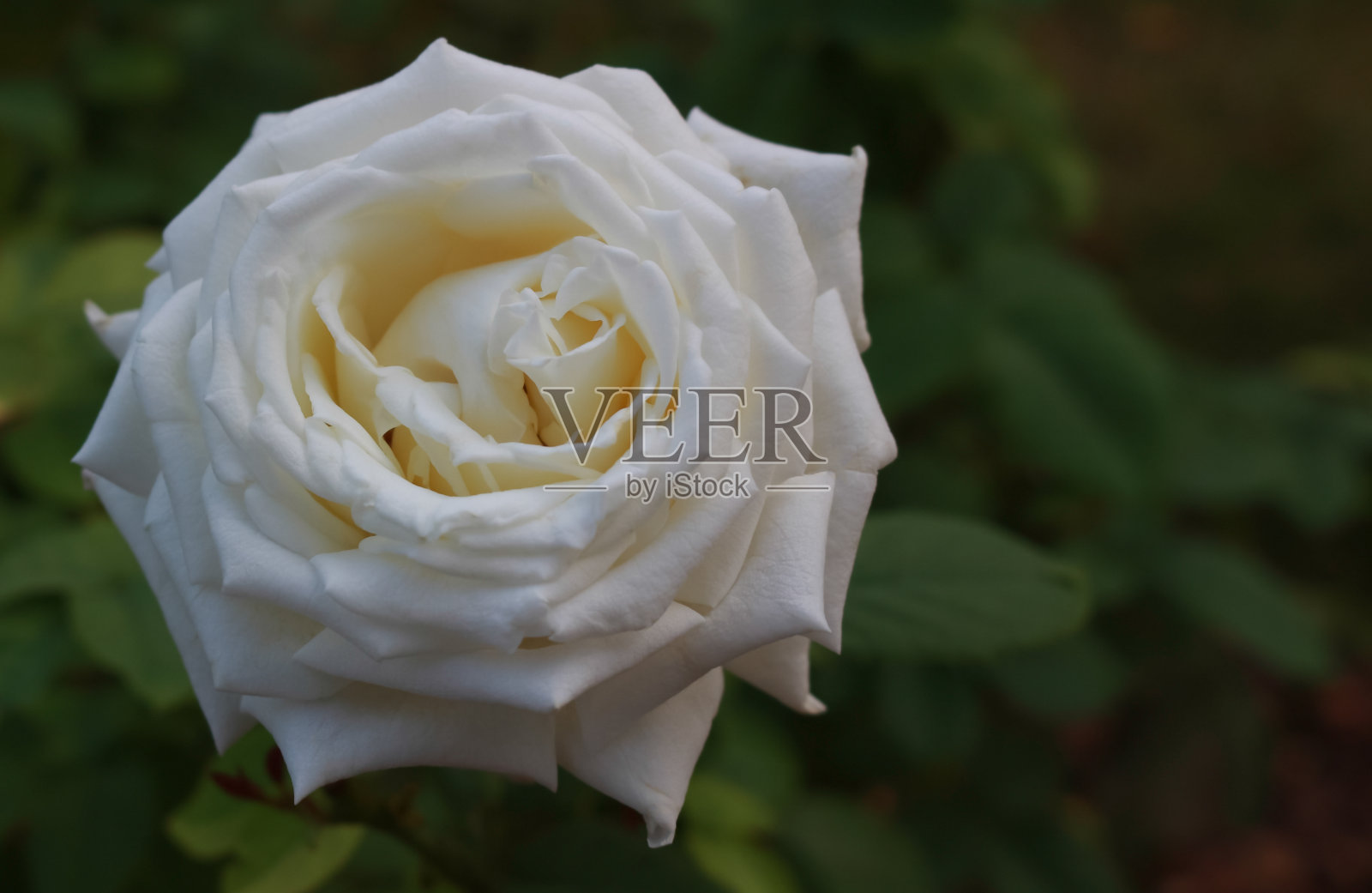 花园里的白玫瑰照片摄影图片