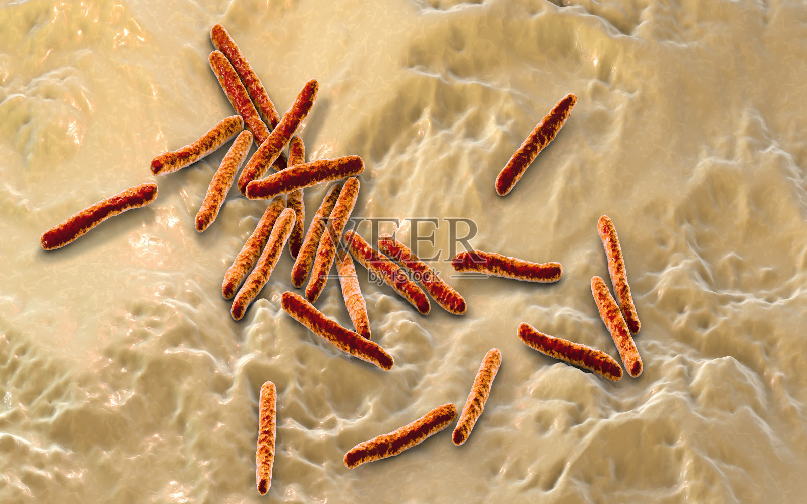 结核分枝杆菌的细菌插画图片素材