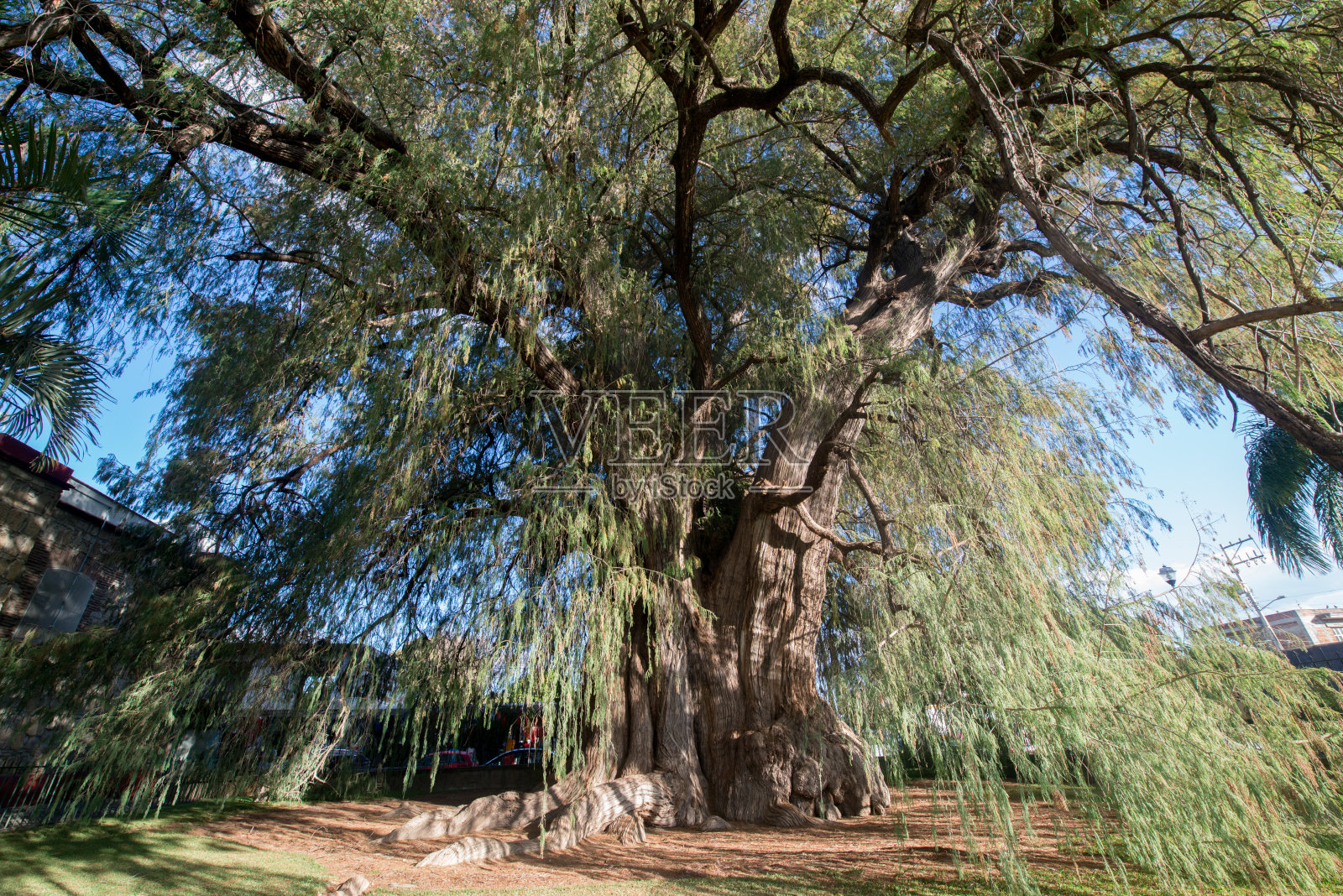 墨西哥 阿尔博尔德尔塔勒树照片摄影图片