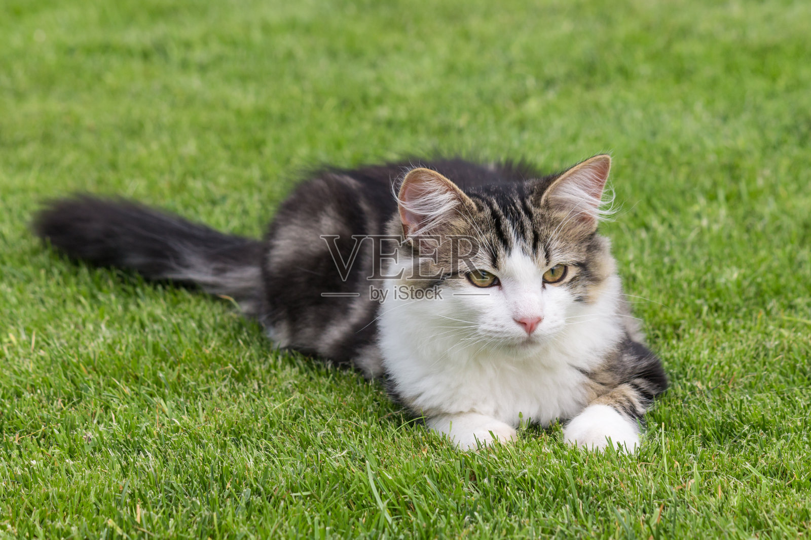 白色和灰色的虎斑猫躺在绿色的草地上照片摄影图片