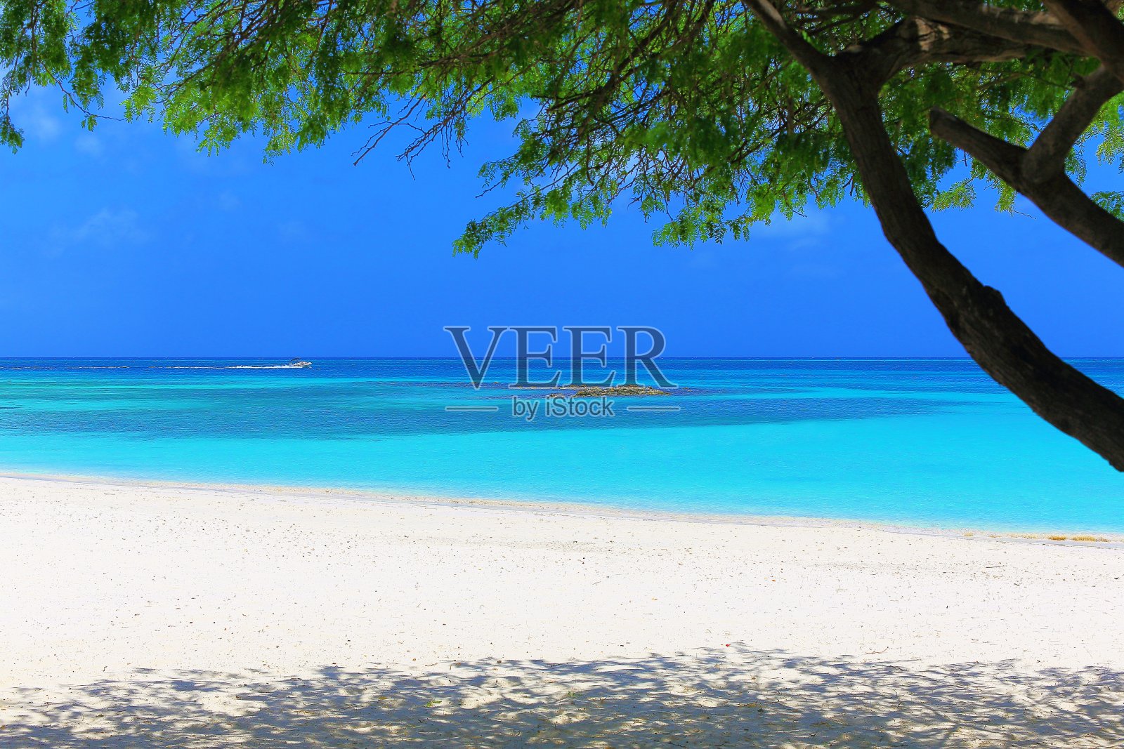 热带海滩阿鲁巴与孤独Divi Divi热带树，夏季天堂，阿鲁巴-荷属安的列斯群岛，加勒比海照片摄影图片