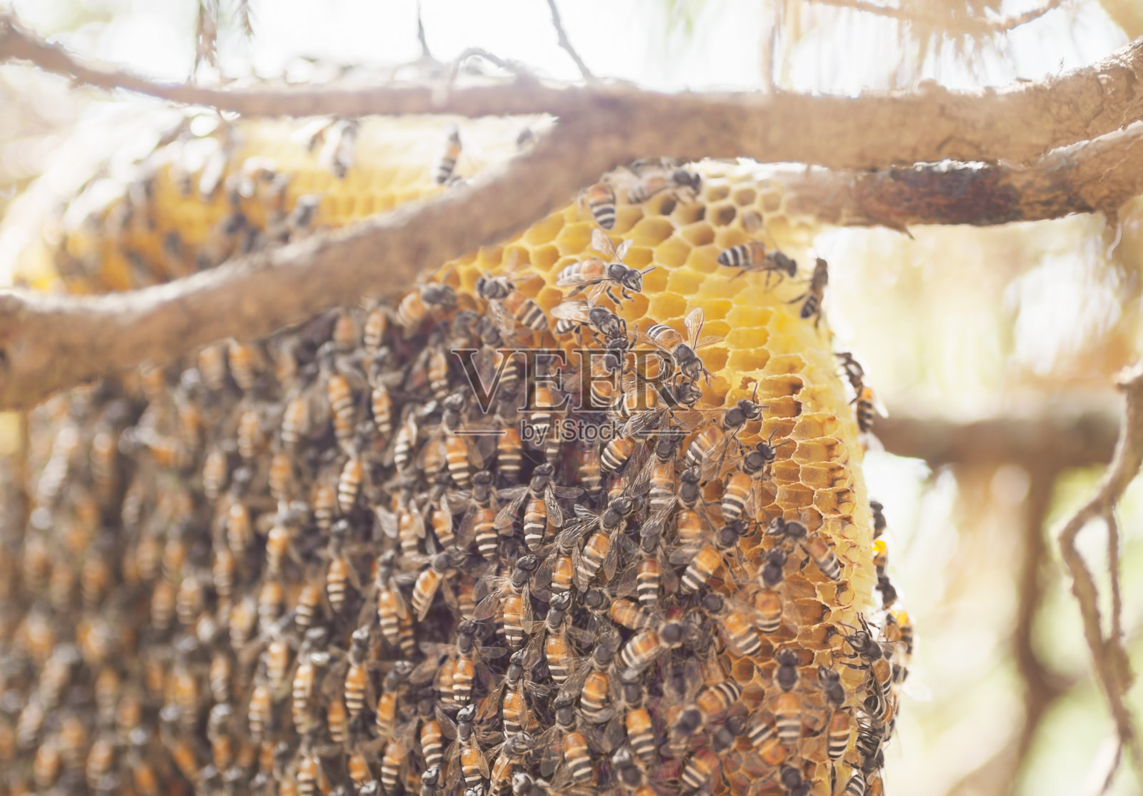 一群蜜蜂在泰国的柏树上照片摄影图片