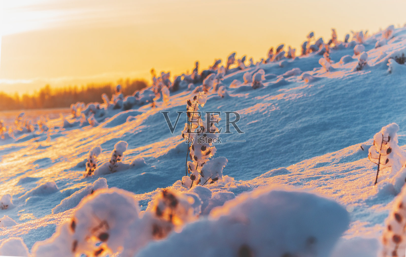 早晨的阳光照亮了积雪覆盖的草叶，生长在山坡上。照片摄影图片