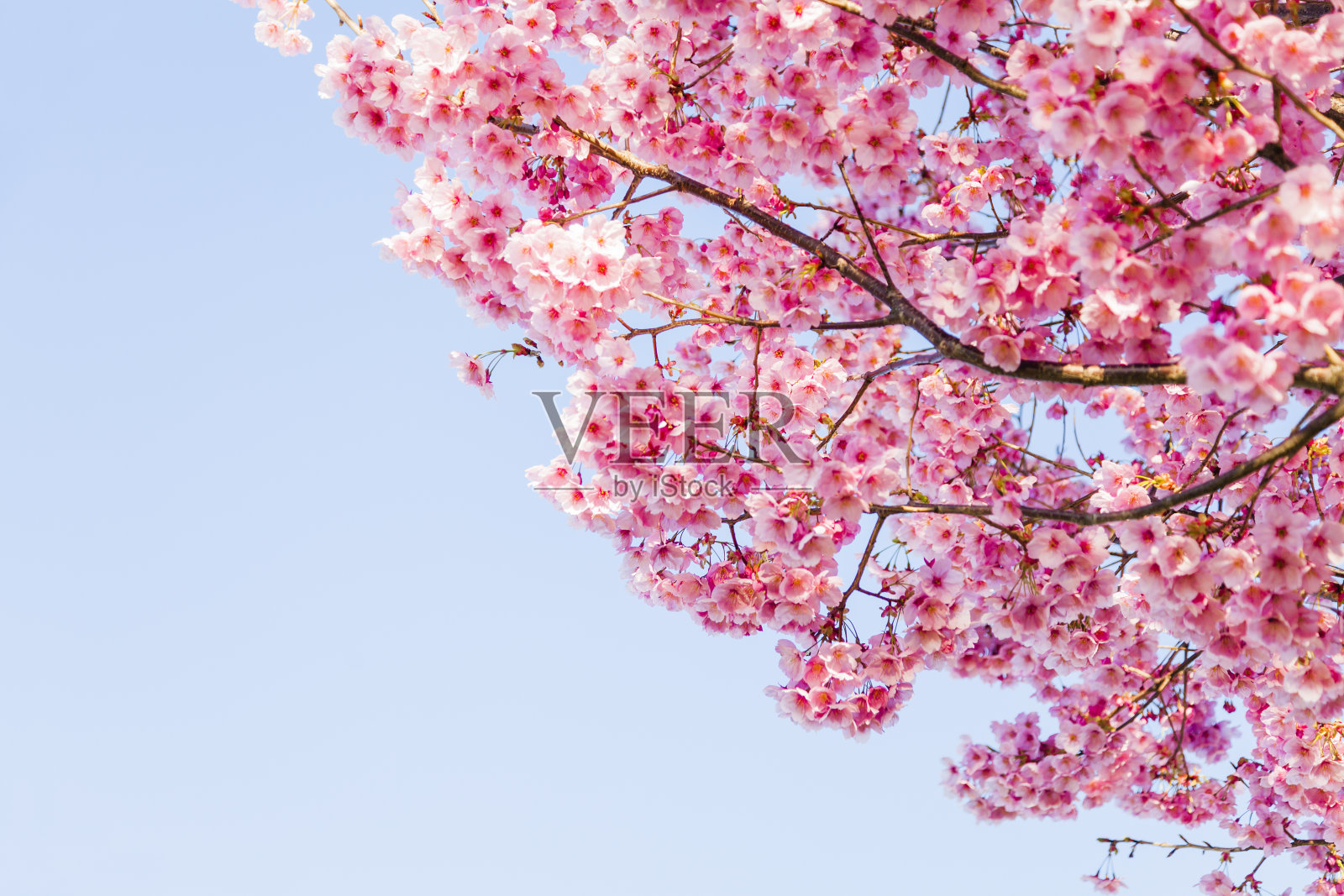 粉红色的樱花在春天盛开照片摄影图片