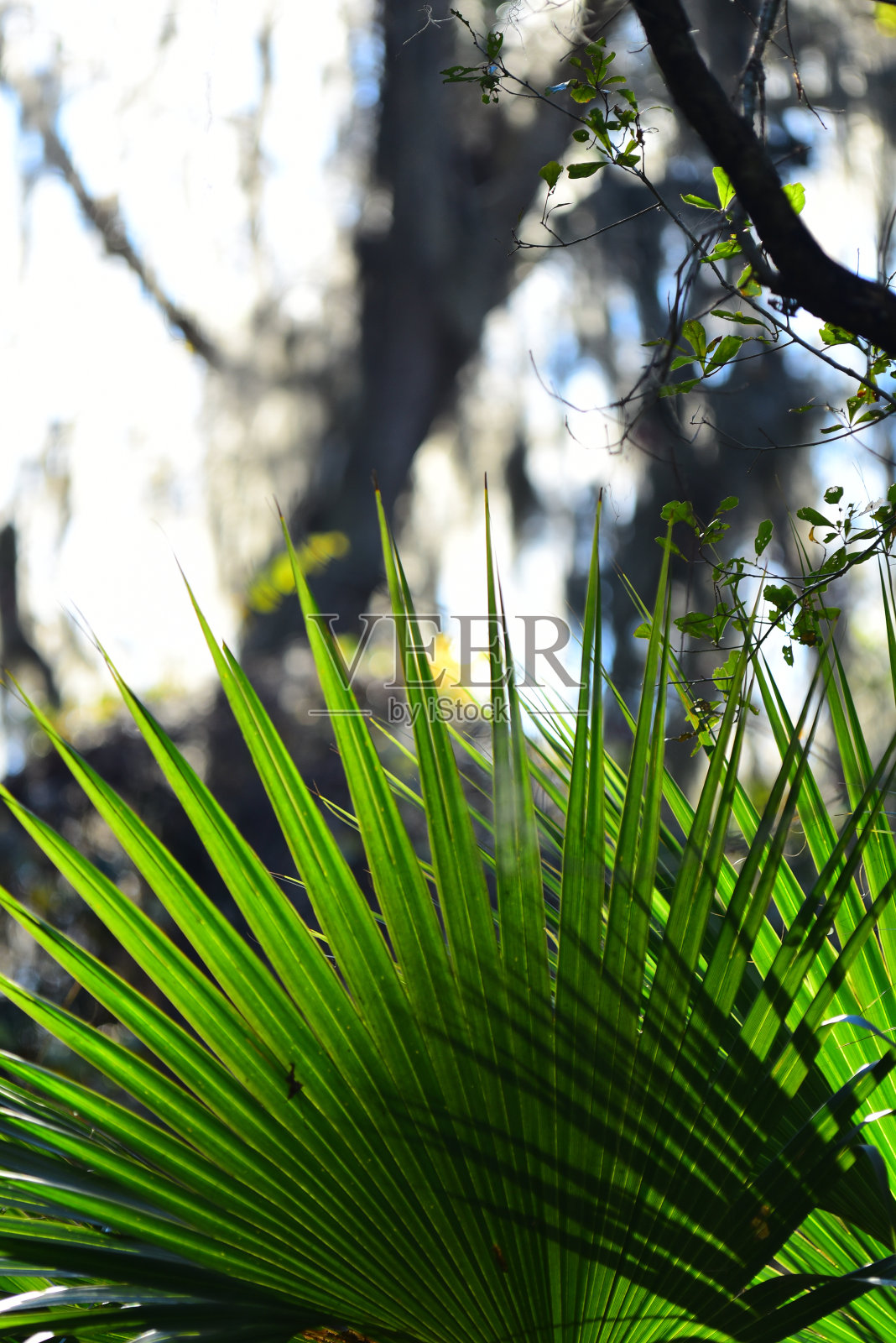 扇形的棕榈叶与阴影和散焦森林的背景照片摄影图片