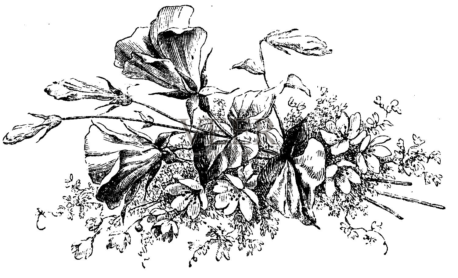 维多利亚时代的故事页装饰了一束鲜花;19世纪插花和书页装饰1879年插画图片素材