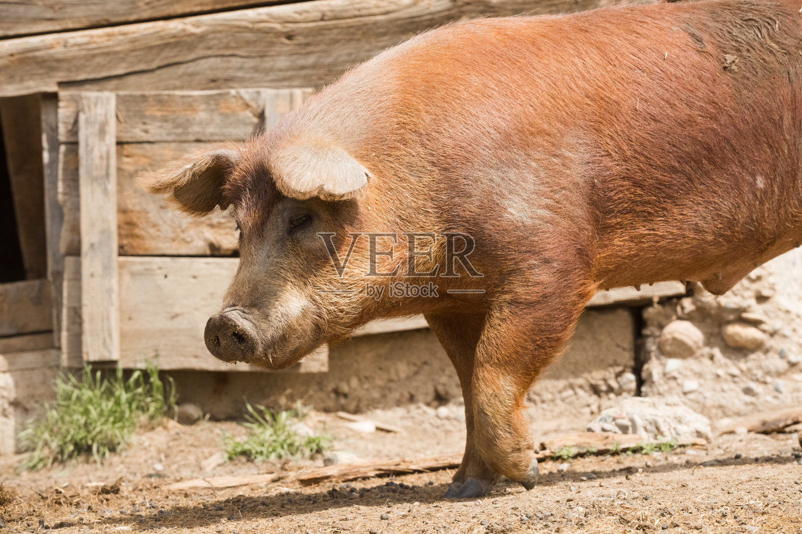 大红橙色的猪走过谷仓院子照片摄影图片