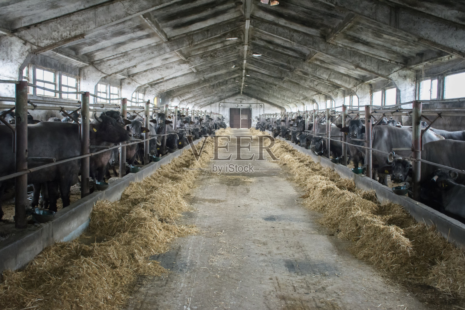 农场中大量生产牛奶的水牛。吃谷仓照片摄影图片