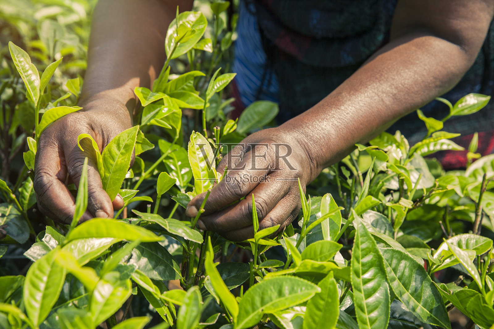 采茶叶的女人。卢旺达照片摄影图片