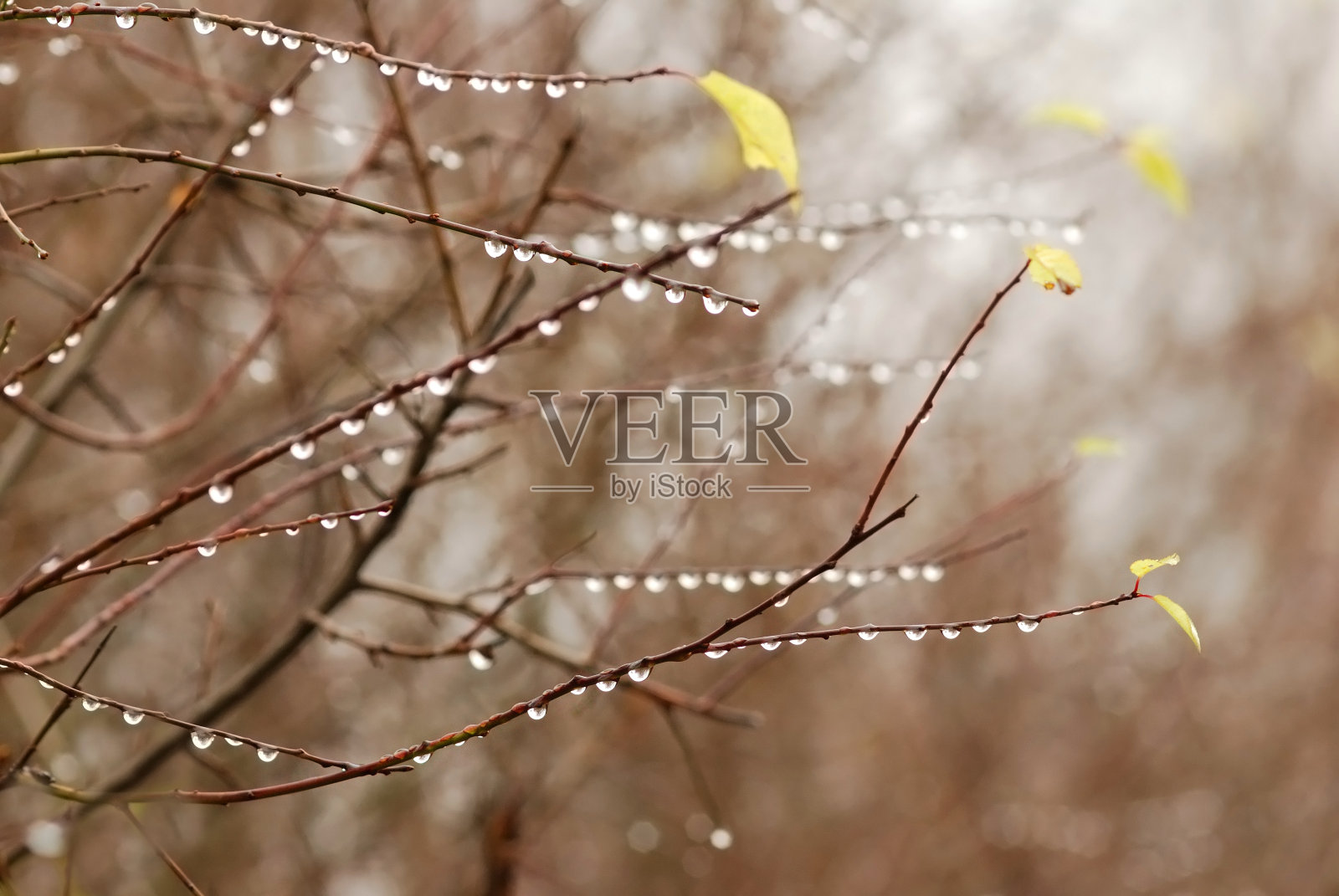 在秋天，水滴在树枝上。特写，浅景深照片摄影图片