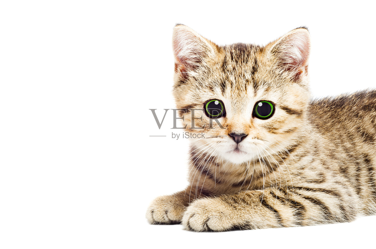 一个迷人的小猫的肖像，特写照片摄影图片