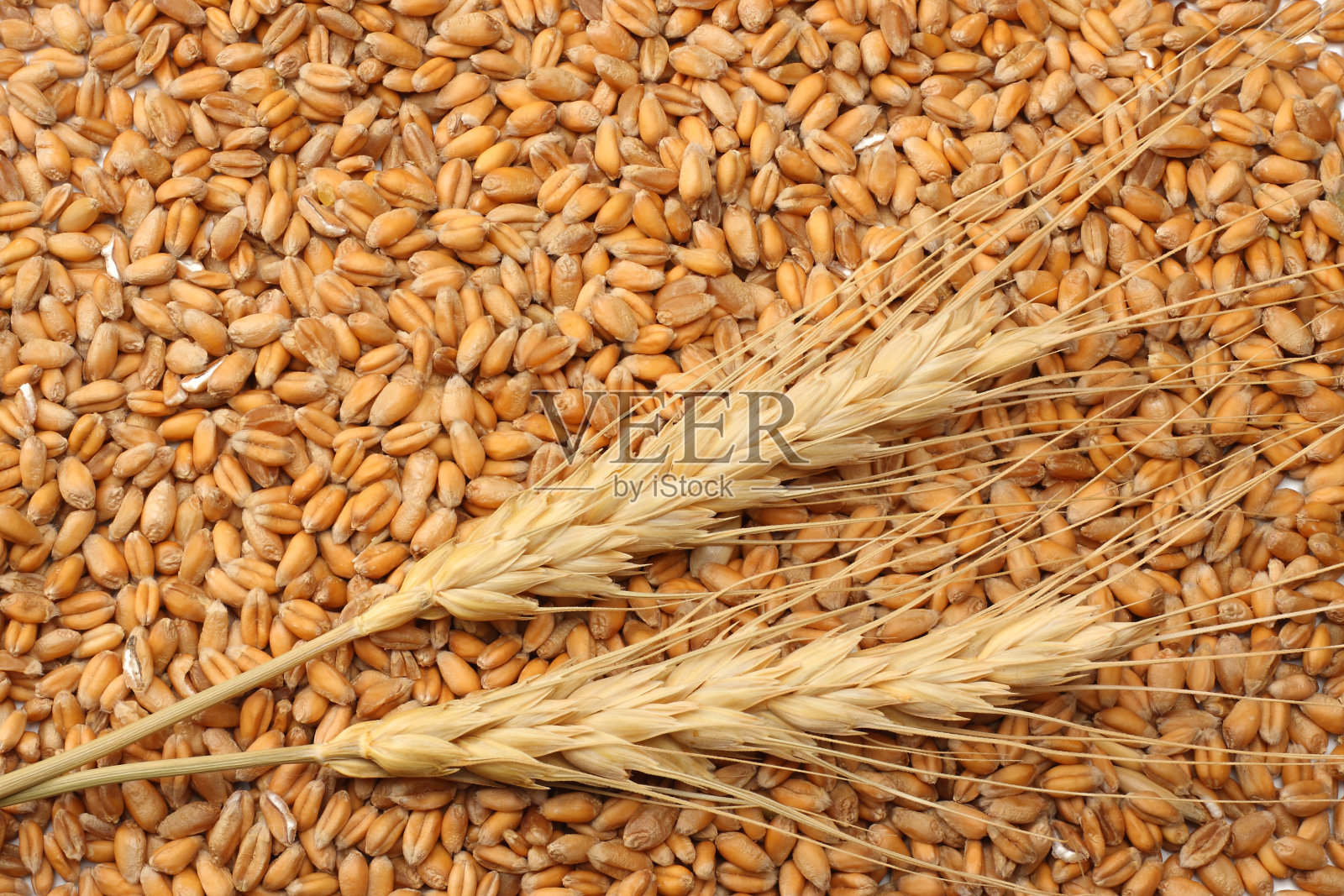 小麦种子背景与小穗。小麦种子纹理。俯视图照片摄影图片
