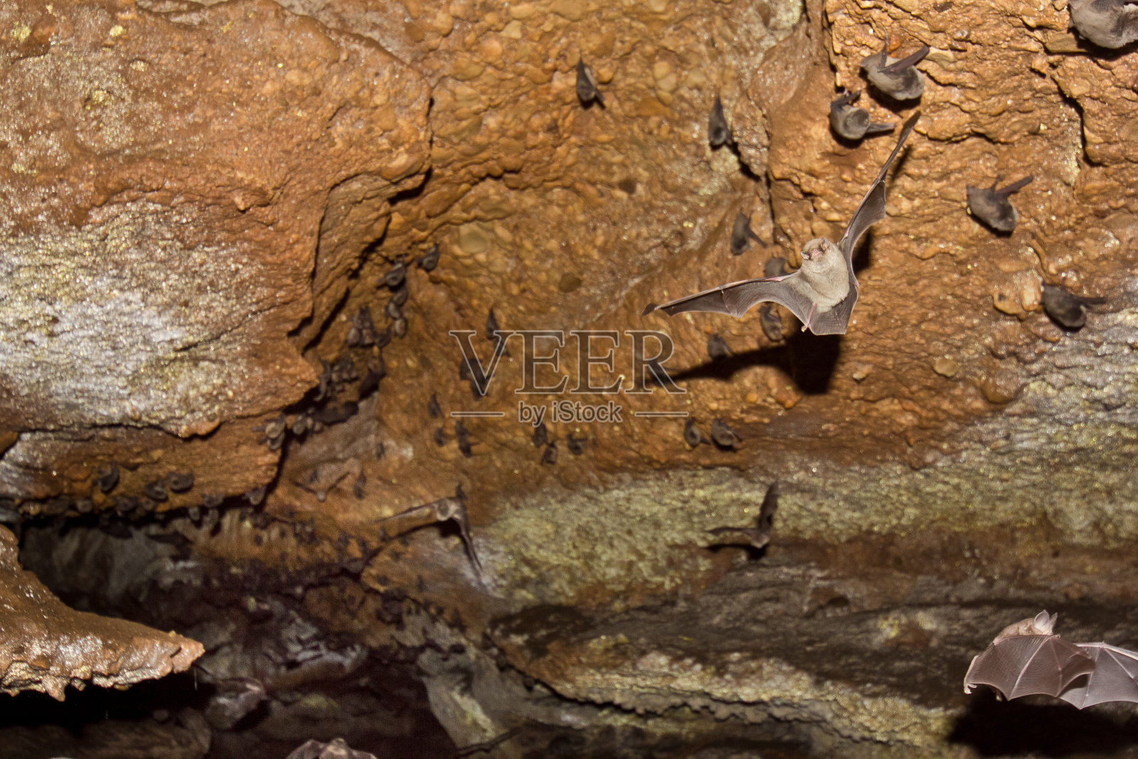 满是蝙蝠的天然洞穴。照片摄影图片