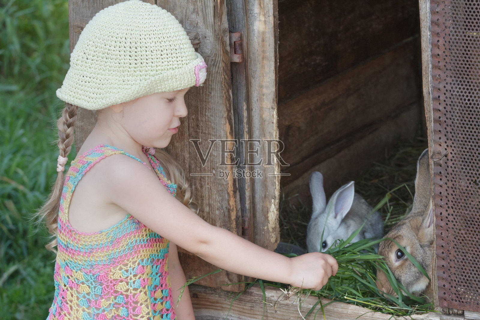 女孩给家兔吃草照片摄影图片