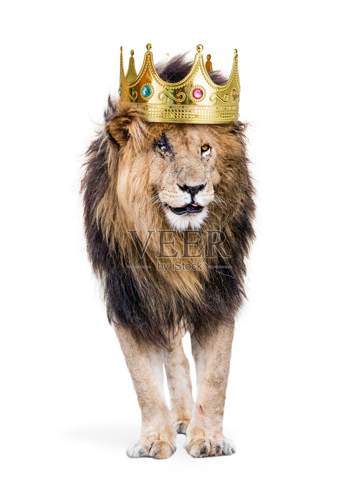 狮子和丛林之王的王冠照片摄影图片