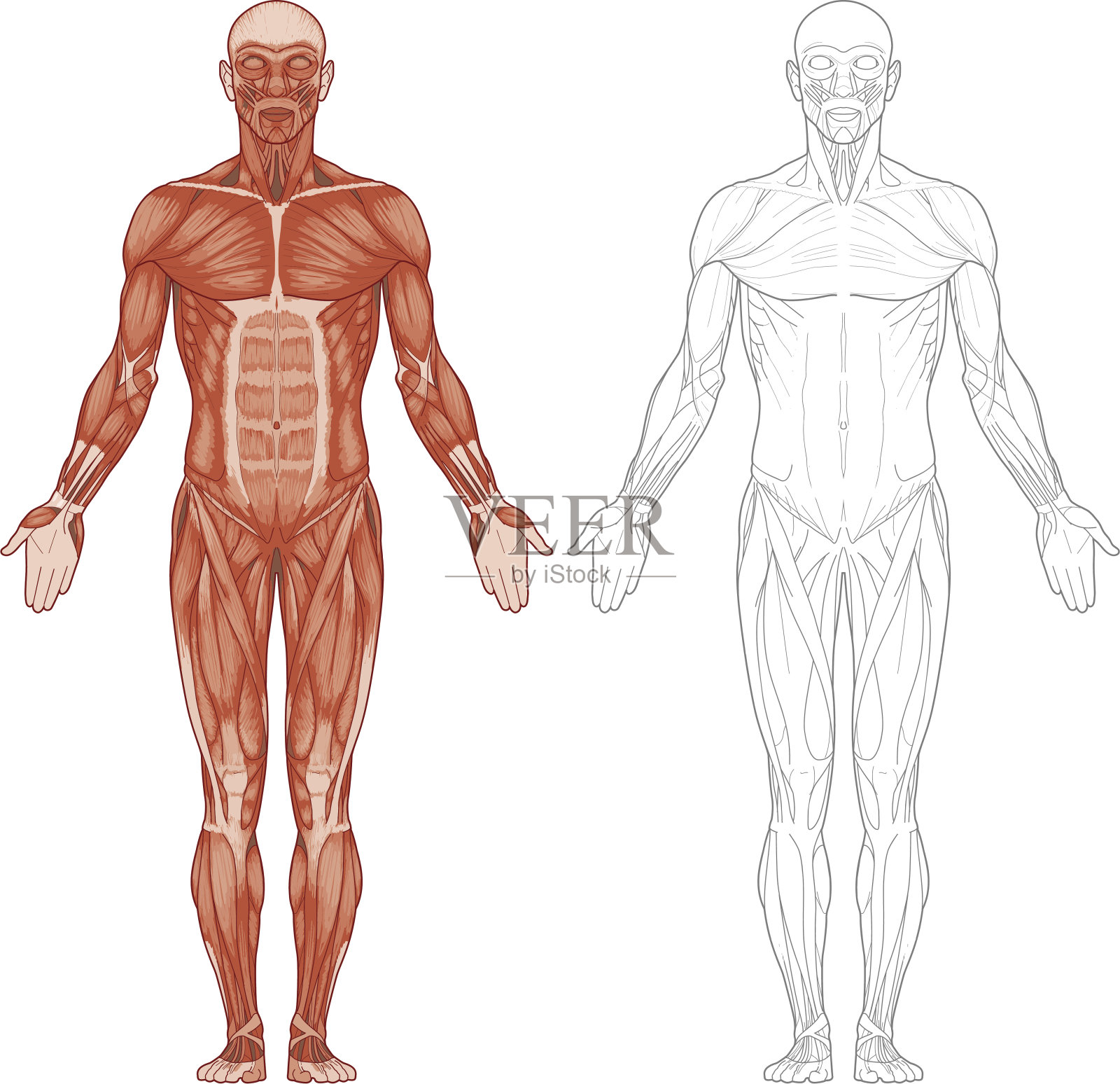 “人体肌肉”插画图片素材