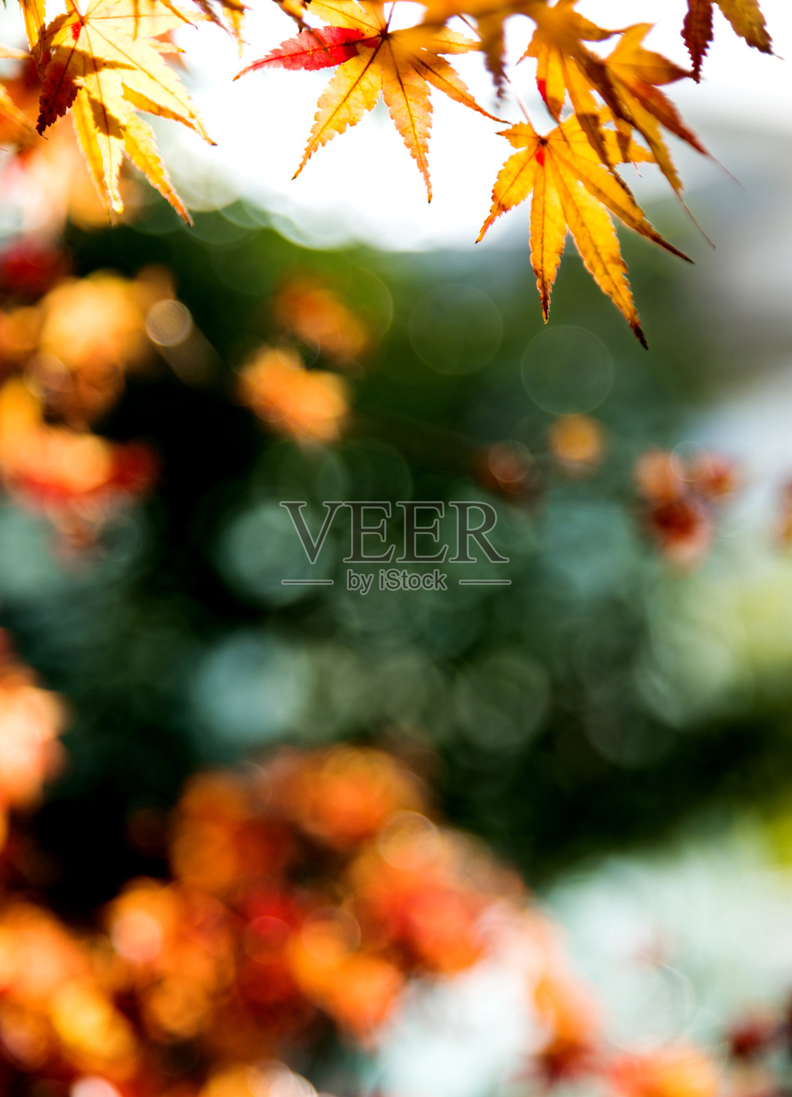 秋天的枫叶照片摄影图片