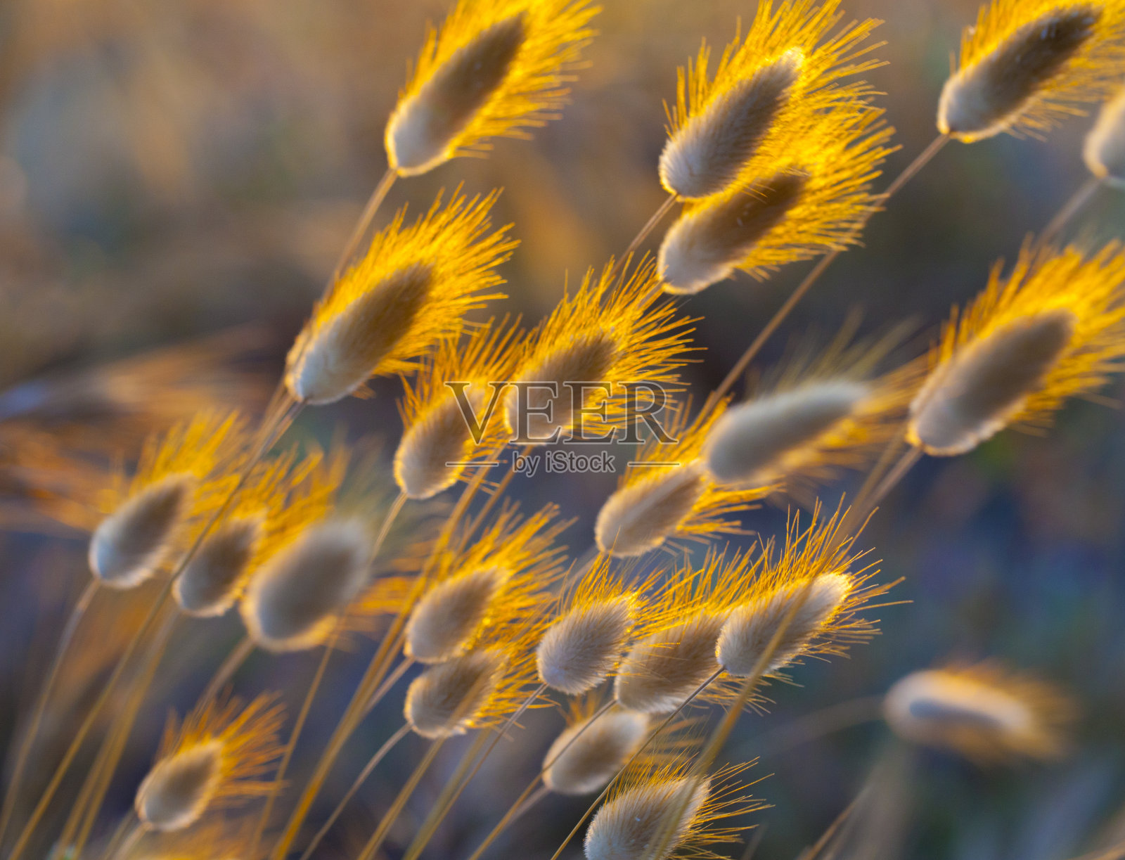 黄花植物野外特写照片摄影图片