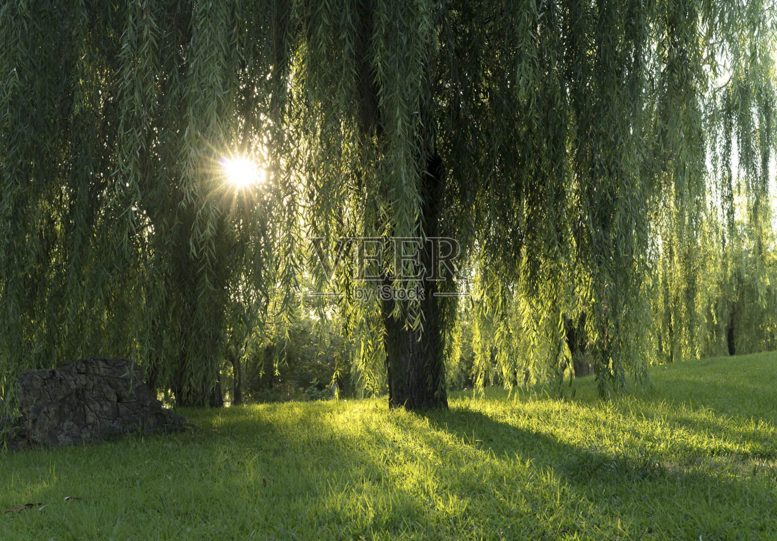 阳光，树木和草原照片摄影图片