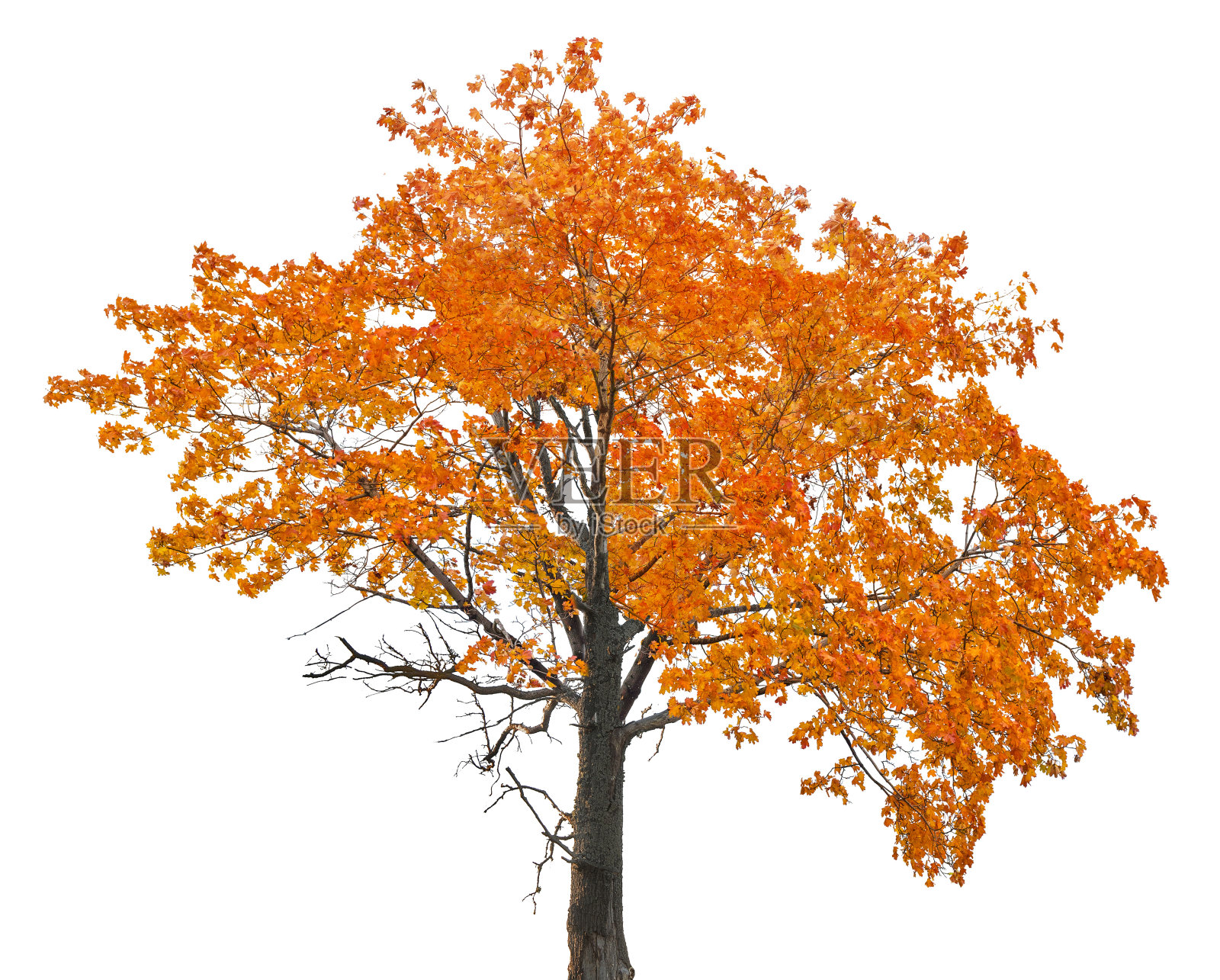 橙色的老秋天枫树在白色上孤立照片摄影图片