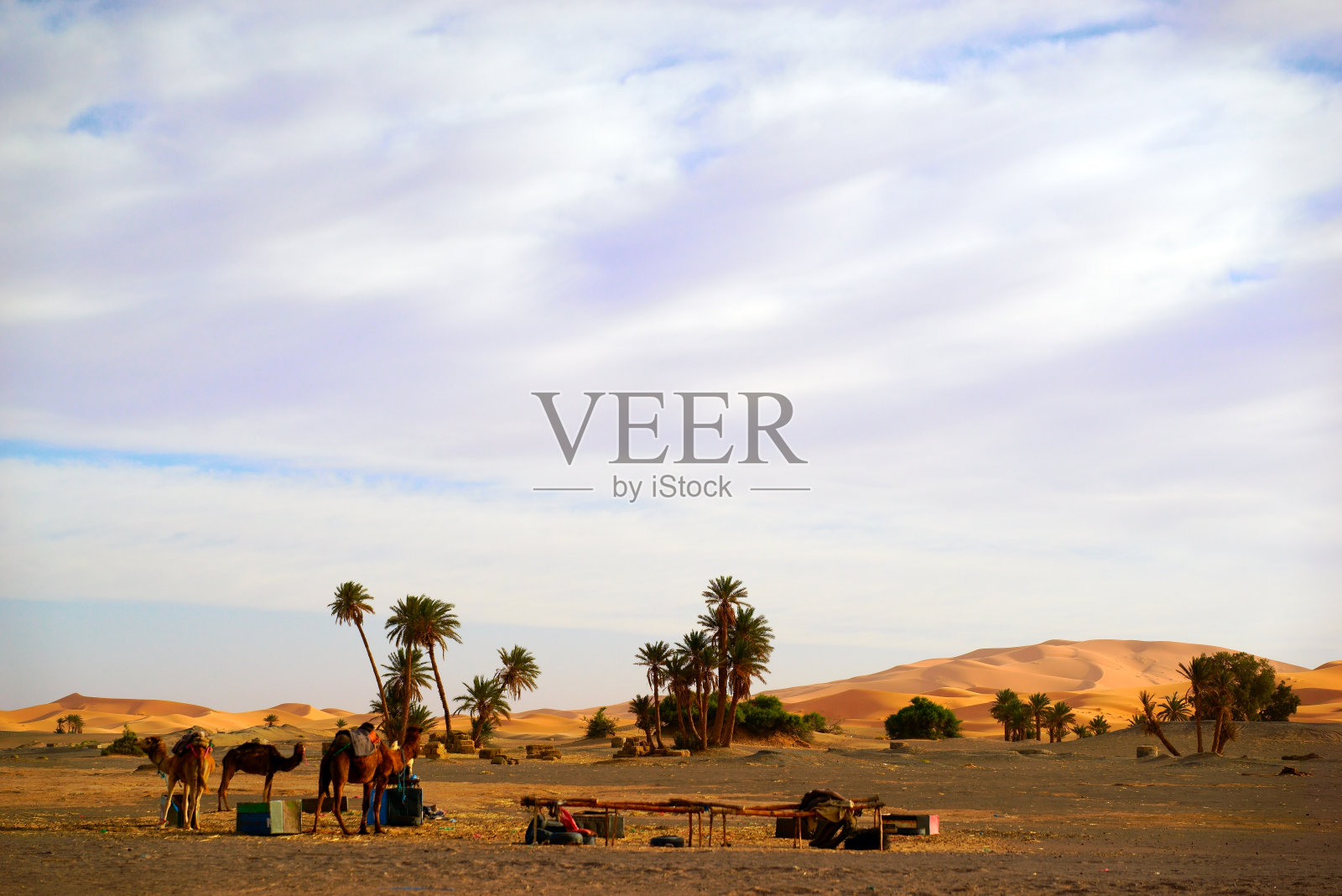 在撒哈拉沙漠Erg Chebbi沙丘休息的单峰骆驼。这里到梅合组噶、摩洛哥照片摄影图片